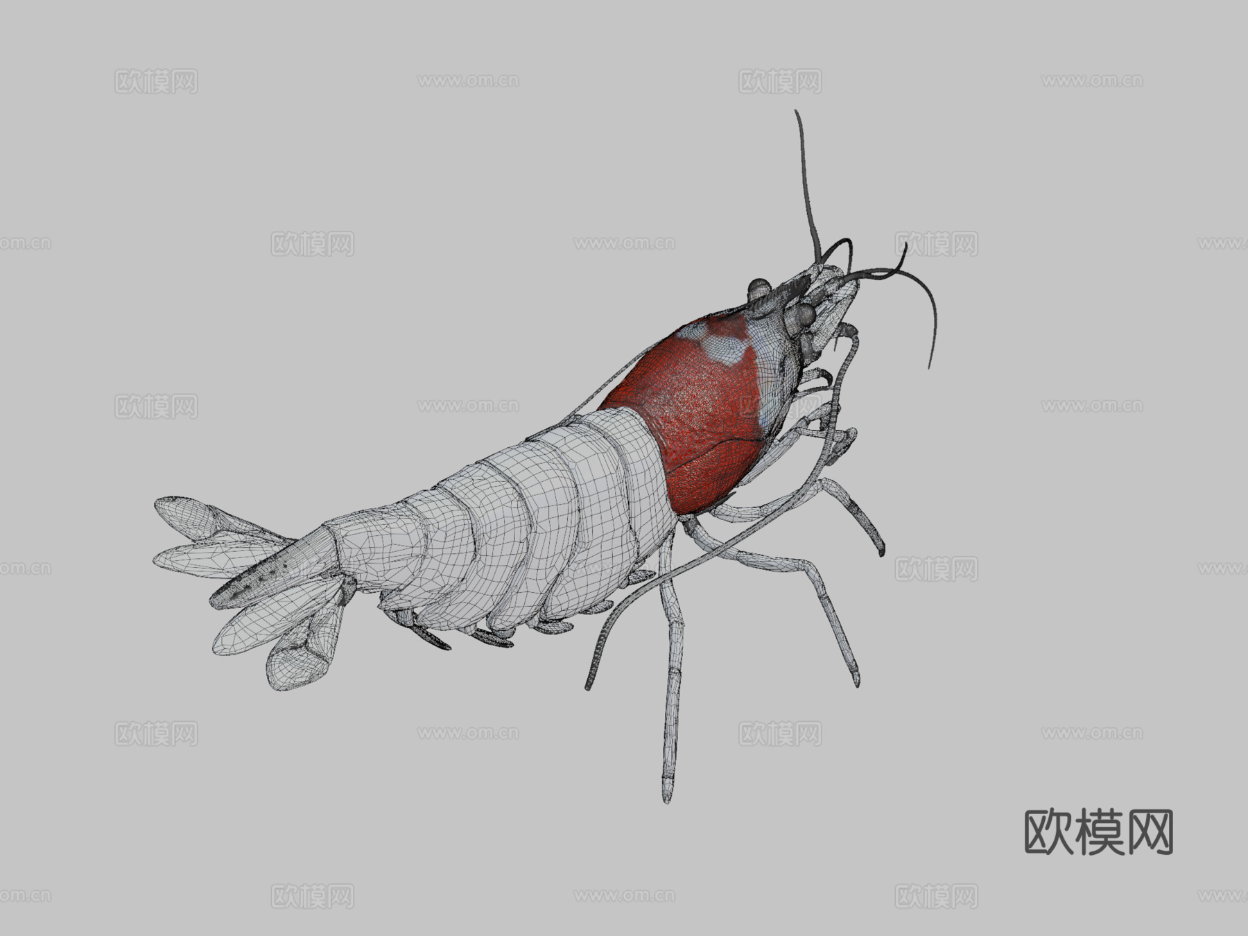 虾纹理测试su模型