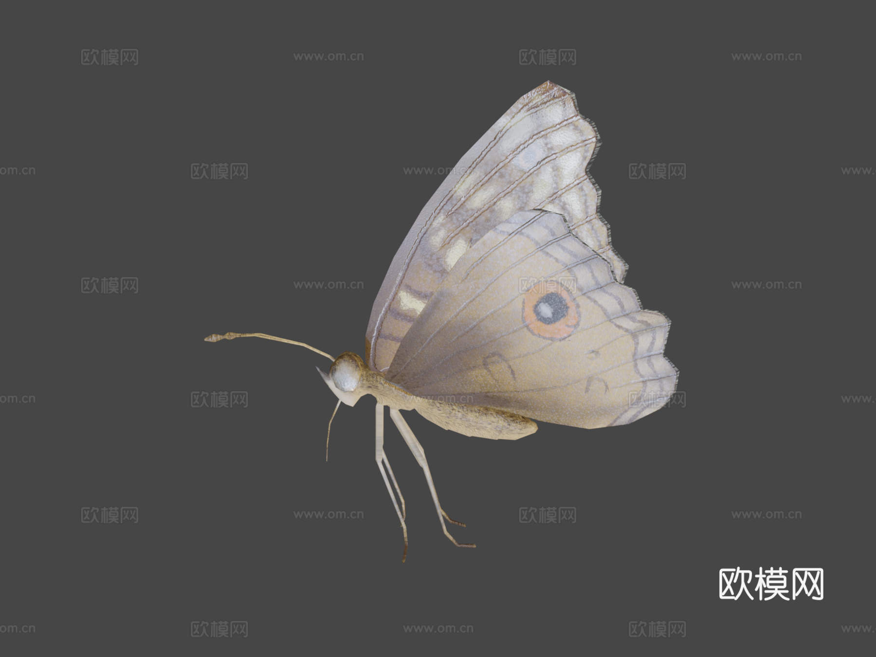 柑橘凤蝶绑定su模型