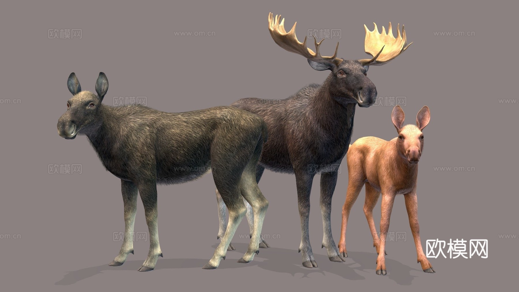 驼鹿家庭马鹿1su模型