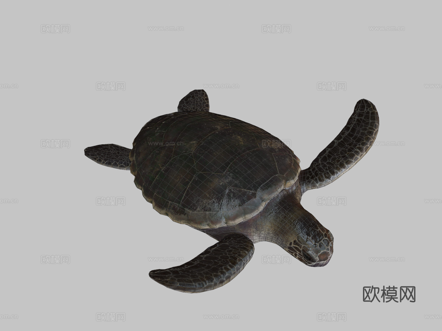 红海龟蠵龟su模型