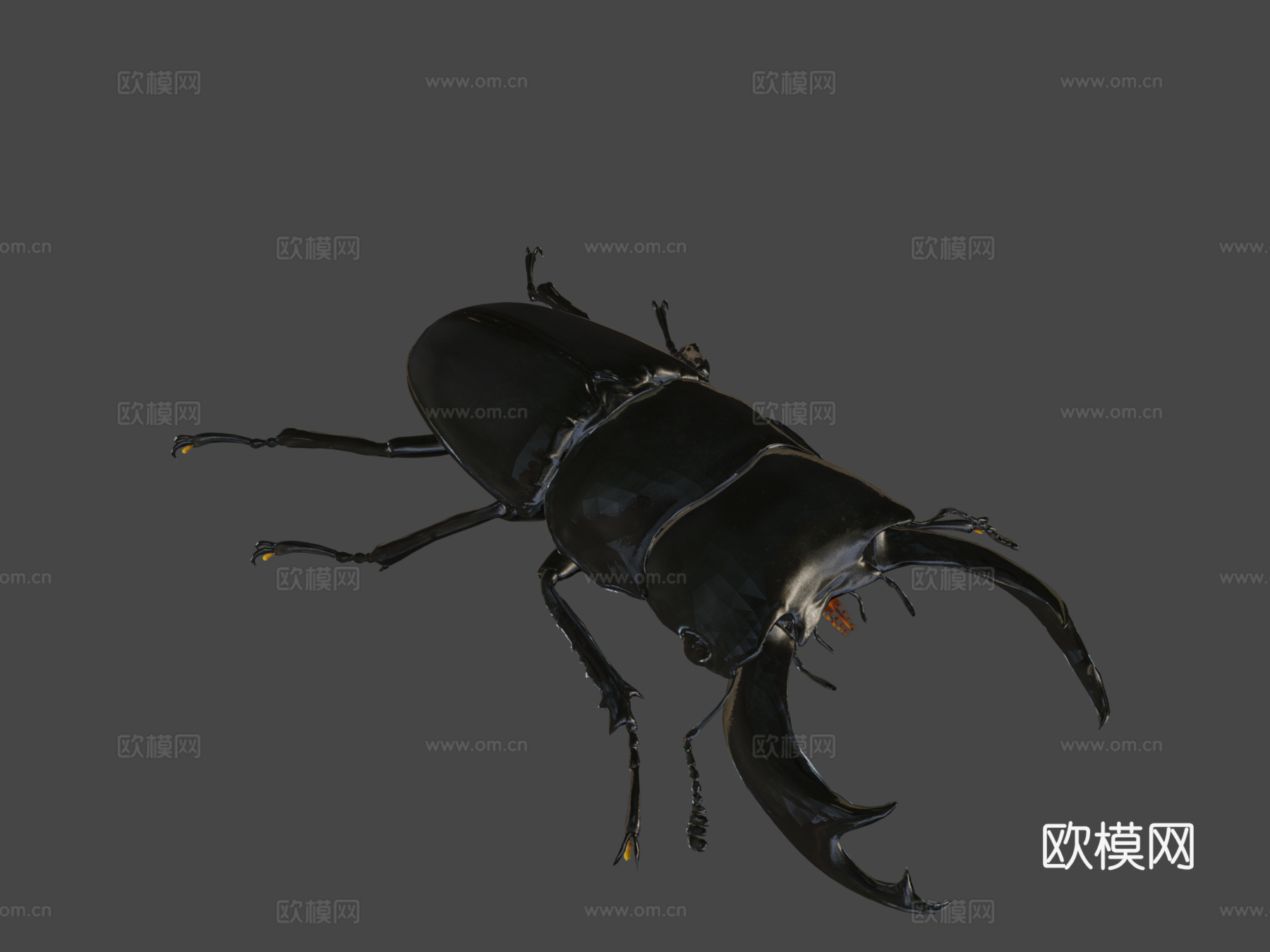 双瘤大锹甲su模型