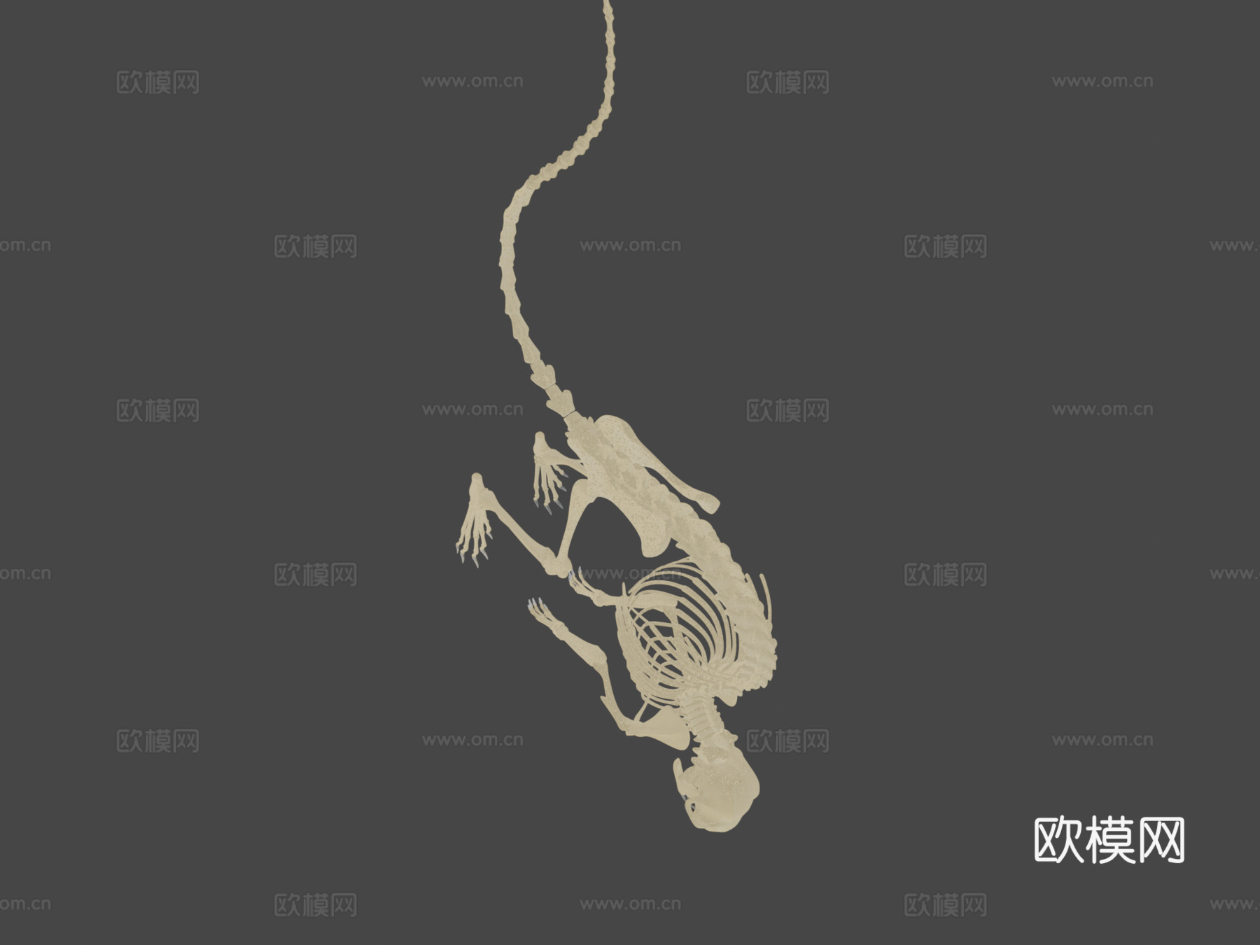 老鼠骨架su模型