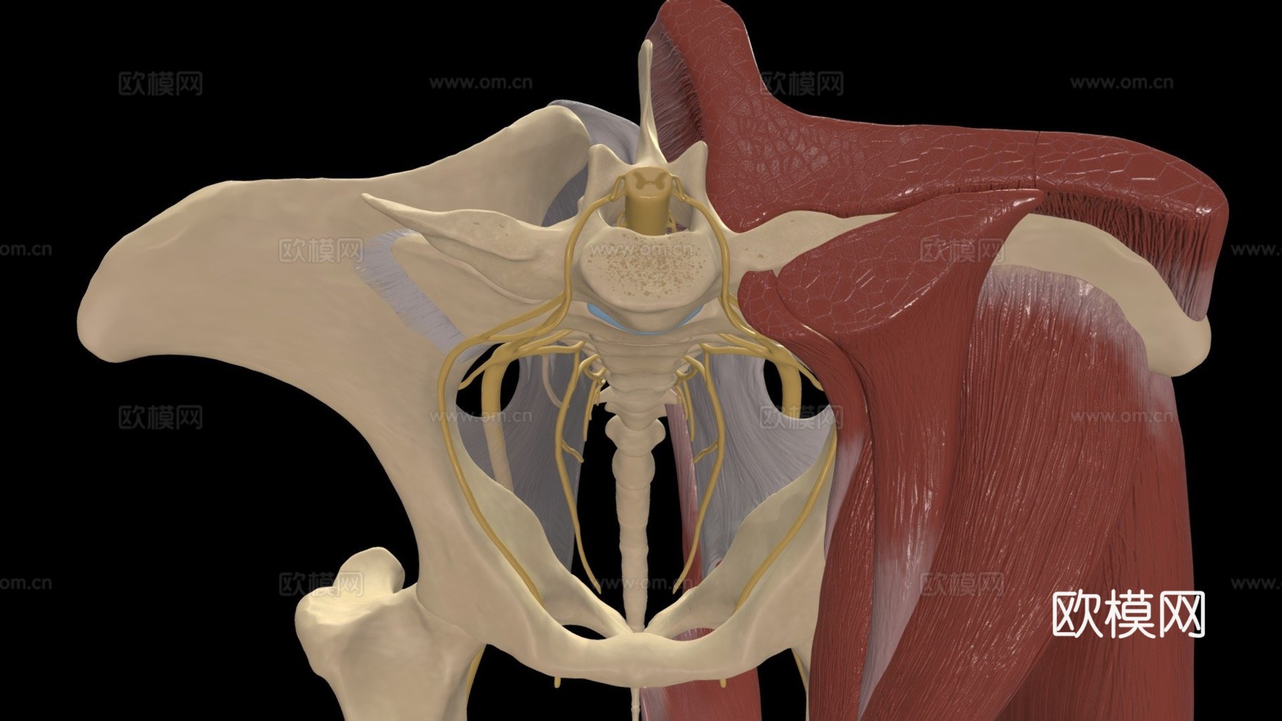 马骶髂区神经分布su模型