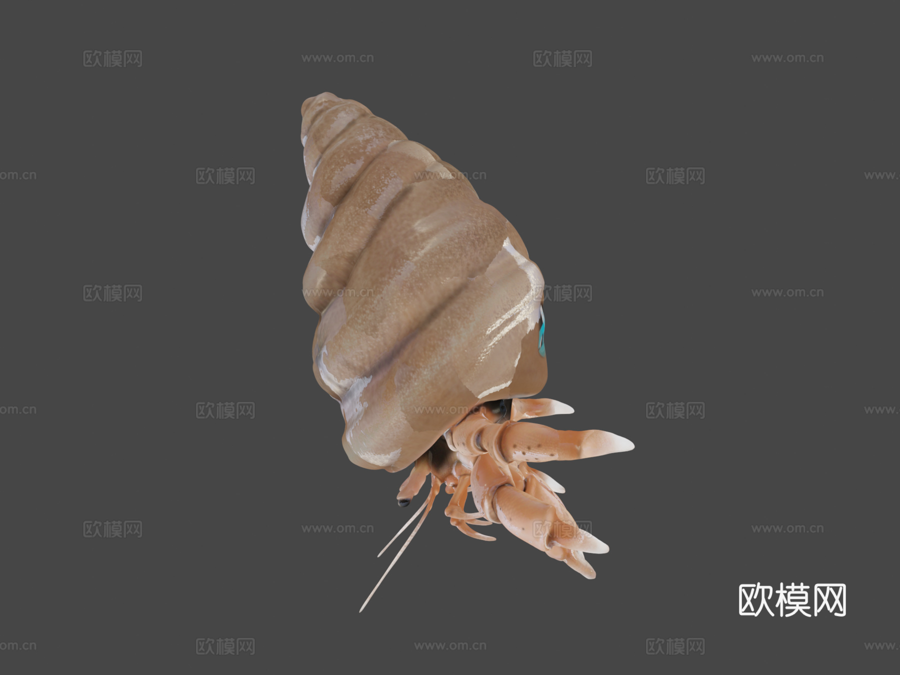 贫血寄居蟹su模型下载（渲染图6）