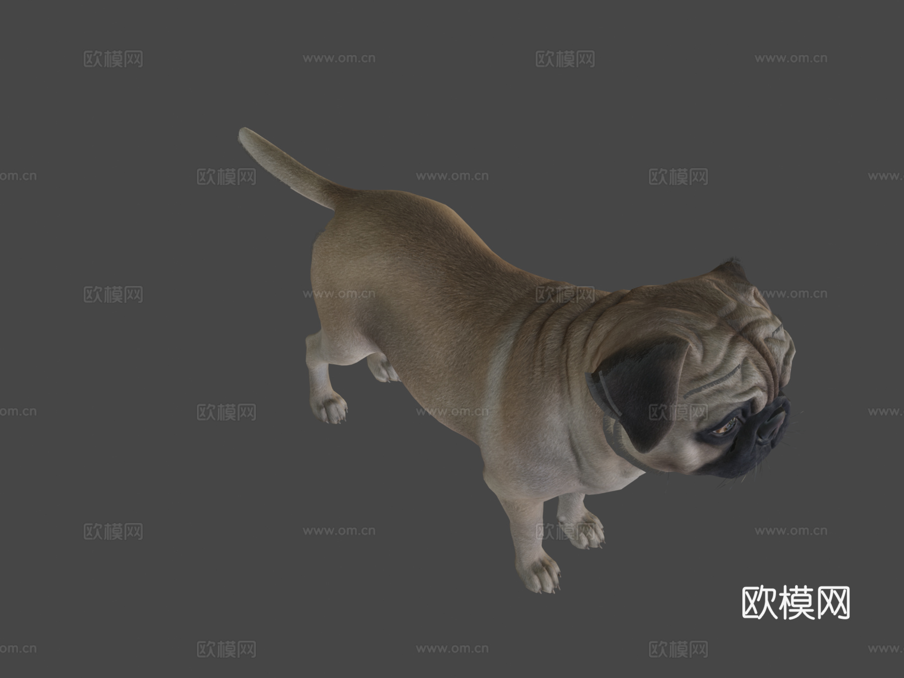 狗哈巴狗v2su模型