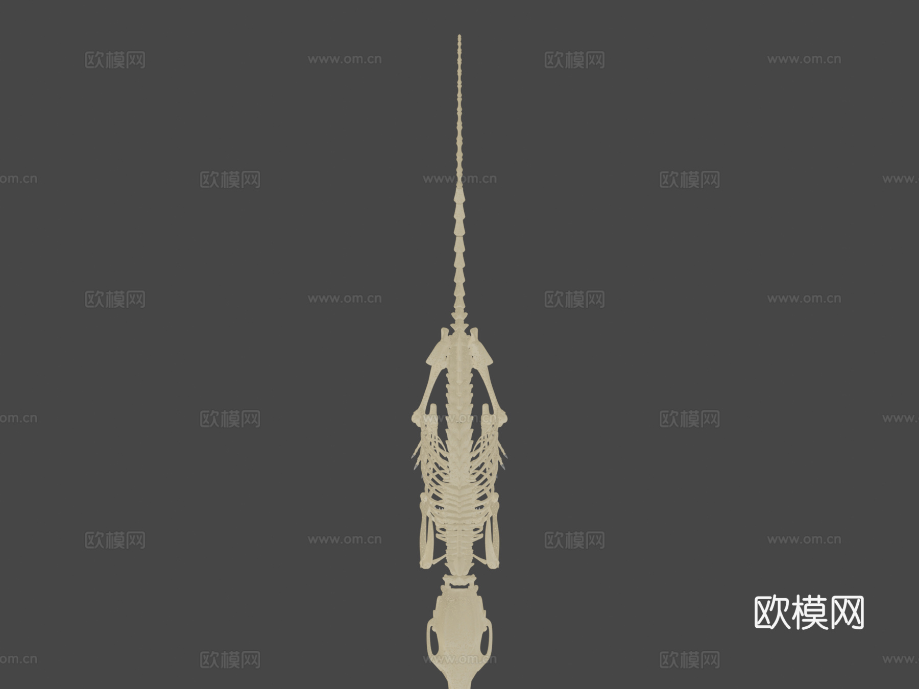 老鼠骨架su模型
