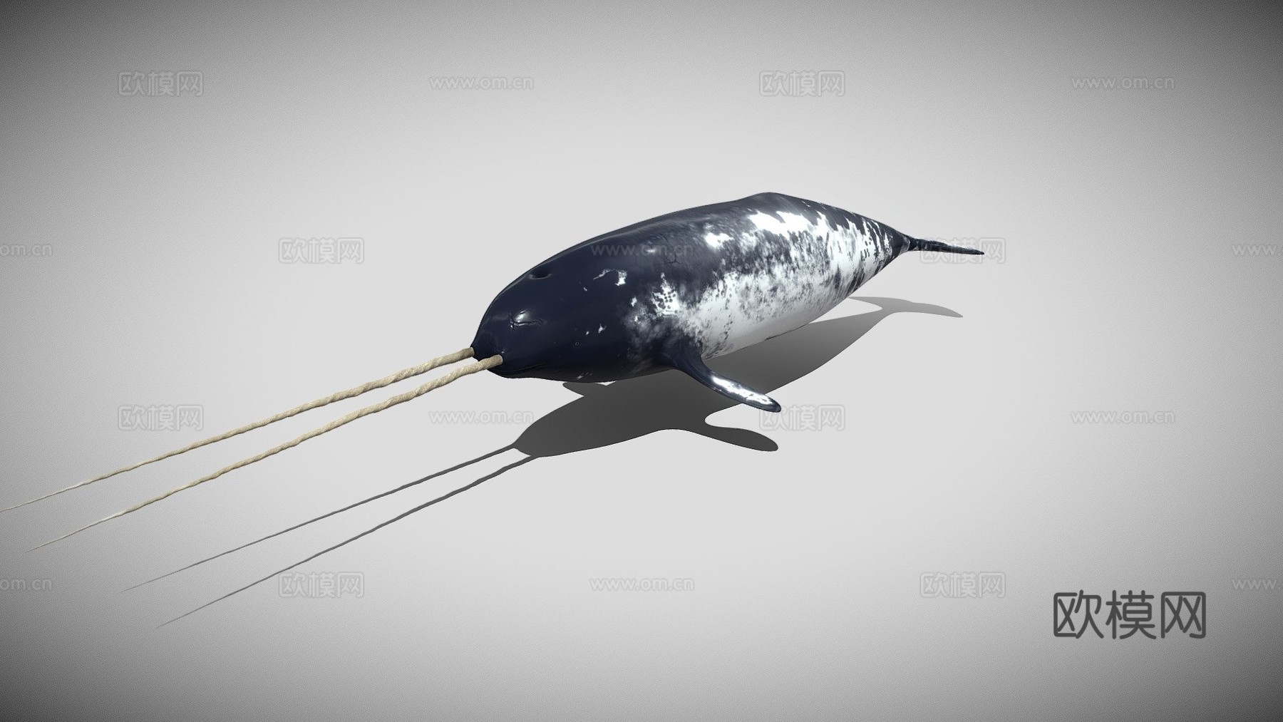 独角鲸一角鲸属su模型