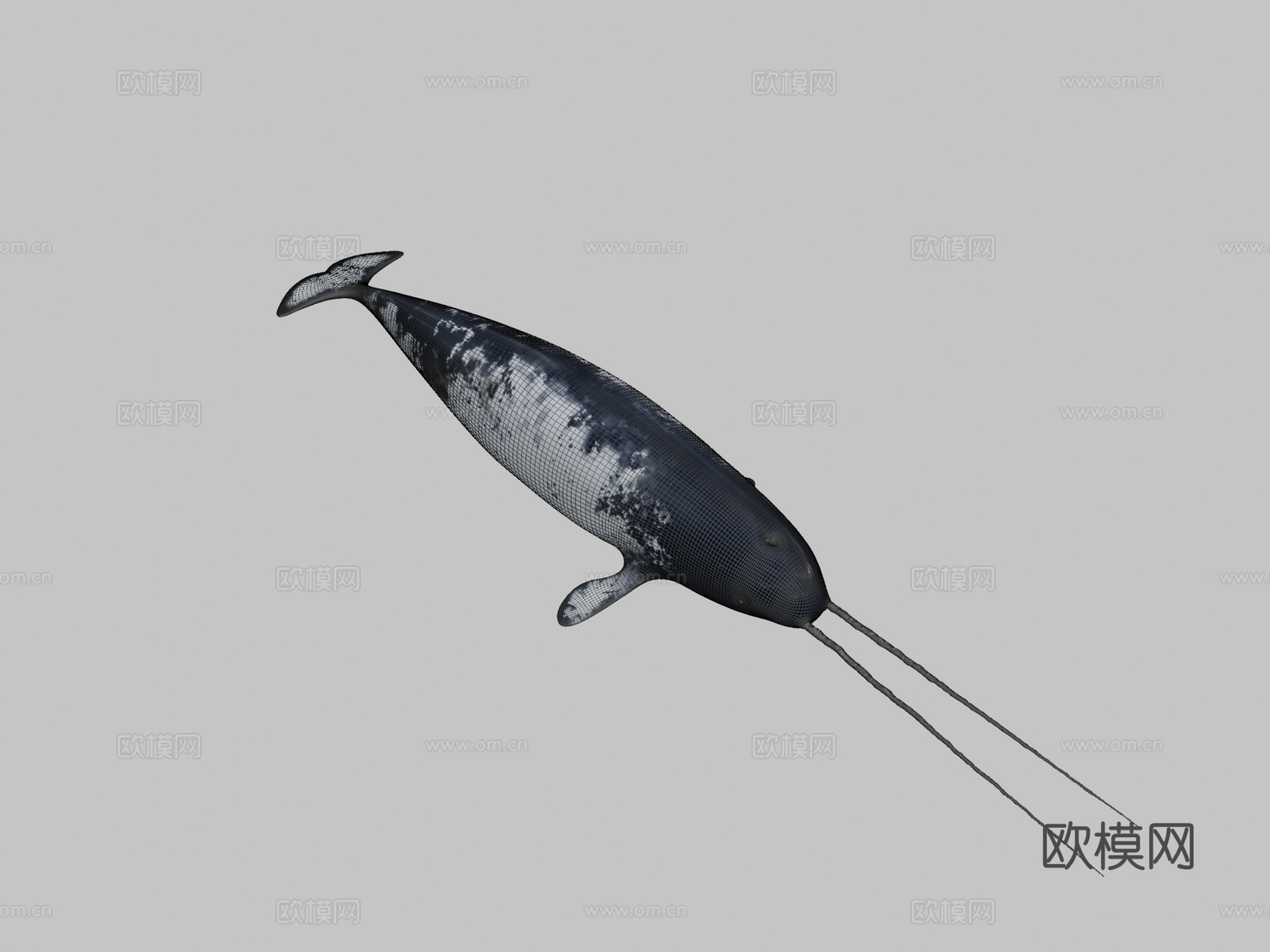 独角鲸一角鲸属su模型