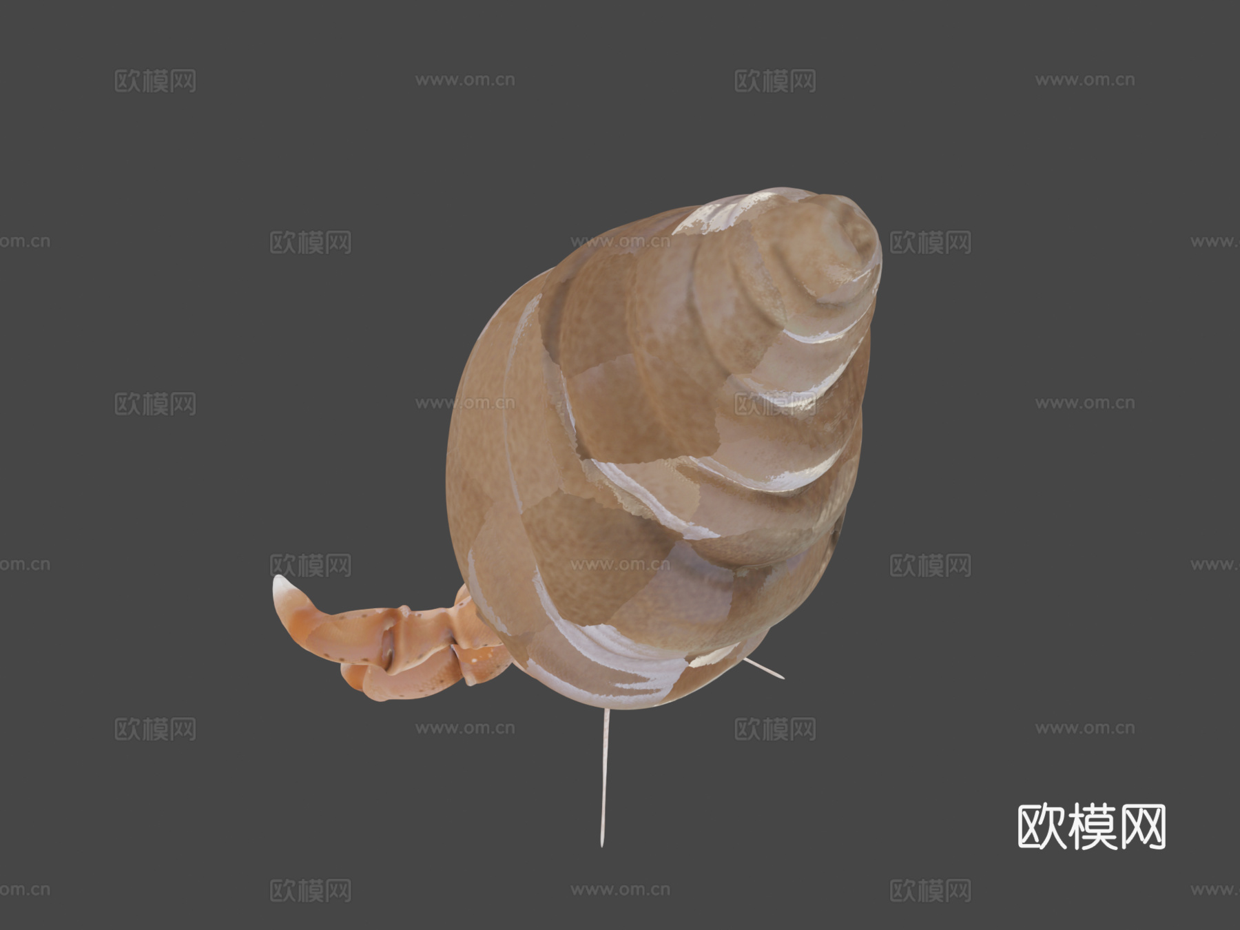 贫血寄居蟹su模型下载（渲染图7）