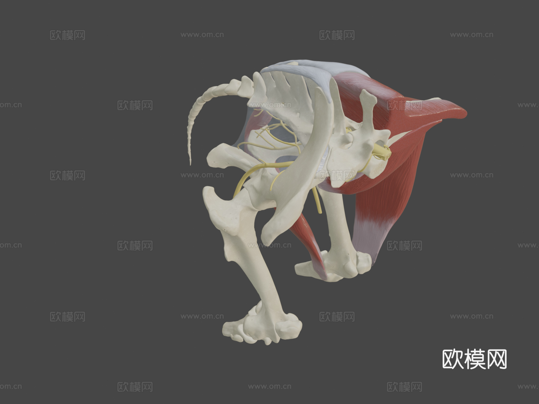 马骶髂区神经分布su模型