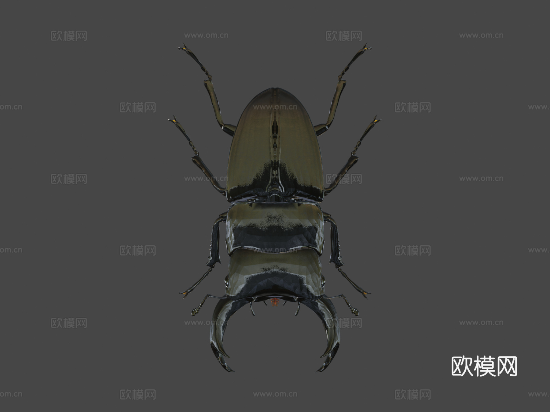 双瘤大锹甲su模型