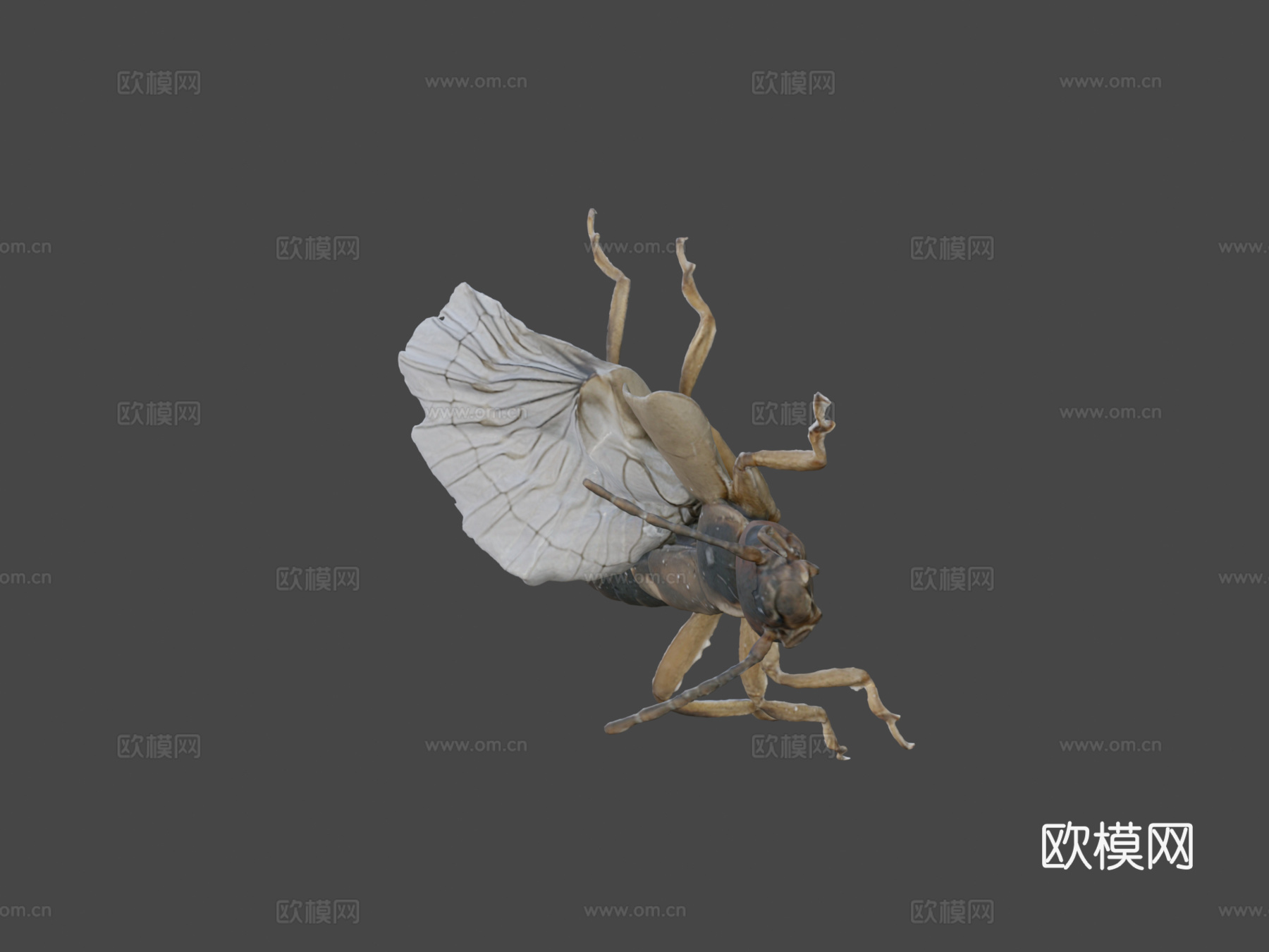 欧洲蠼螋自然历史数字档案库su模型下载（渲染图6）