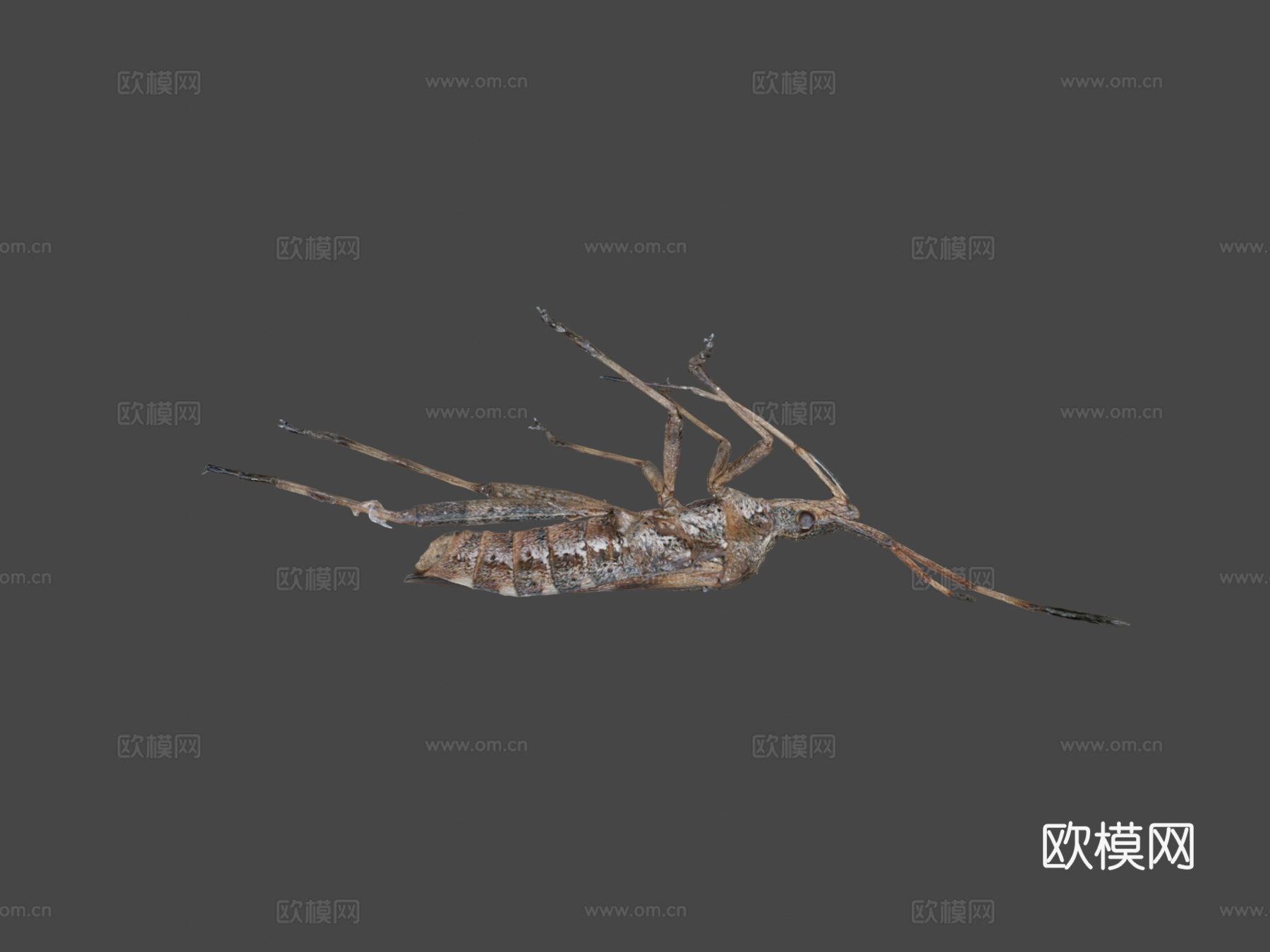 西方瘦足蝽自然历史数字档案DiNArDasu模型