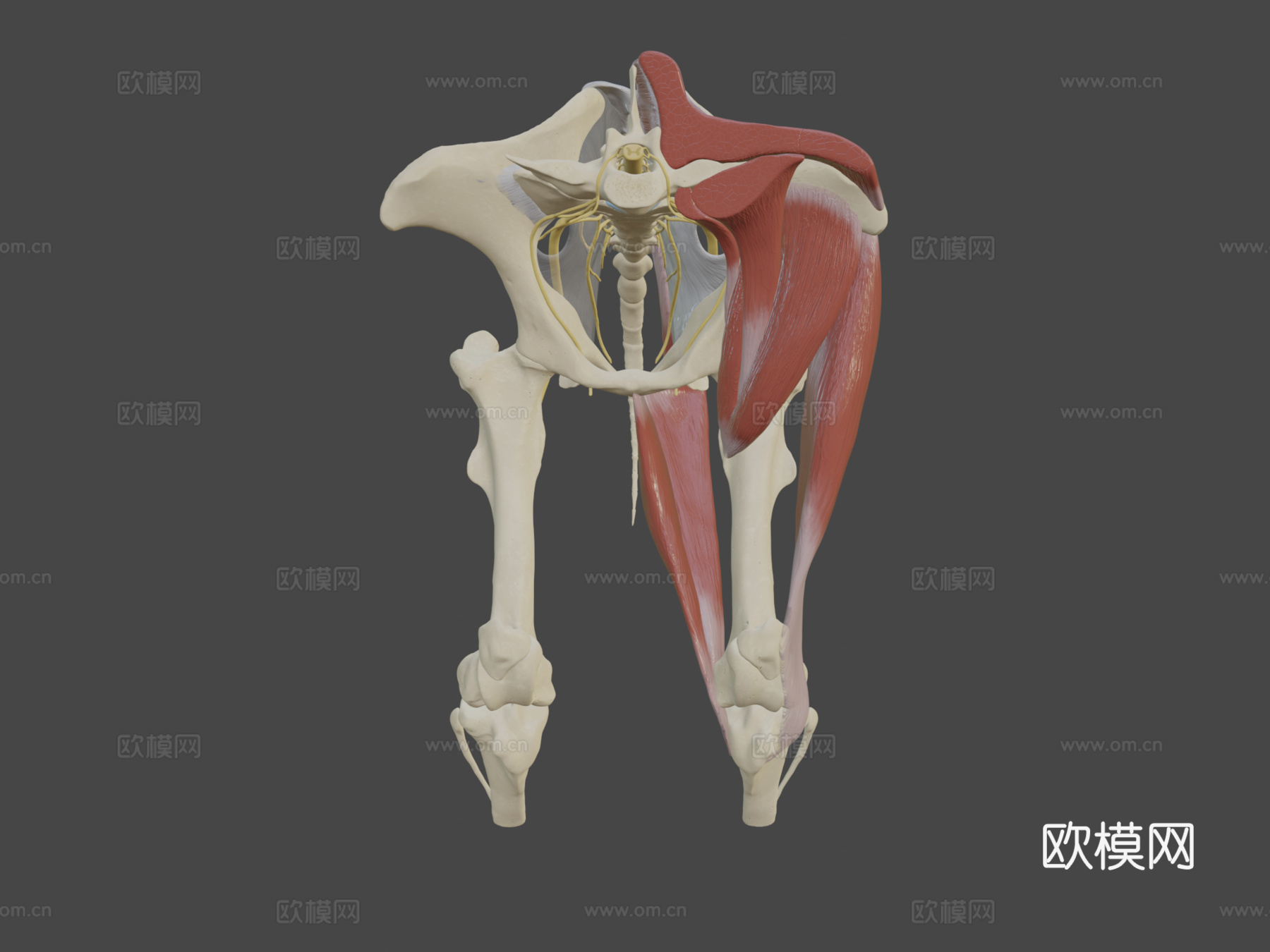 马骶髂区神经分布su模型