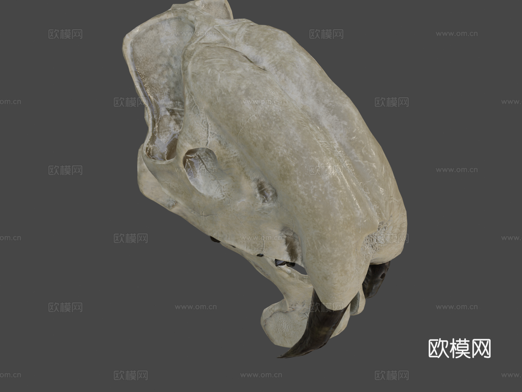 凶袋剑齿虎头骨su模型