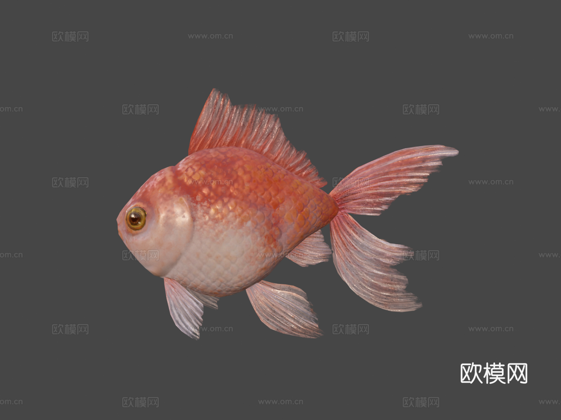 金鱼su模型