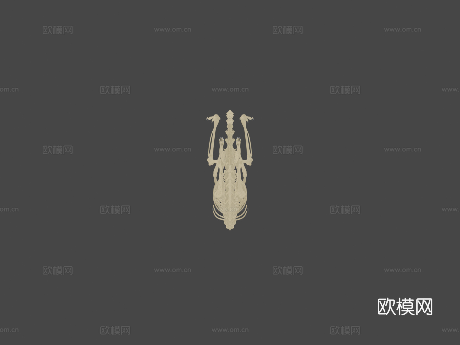 老鼠骨架su模型