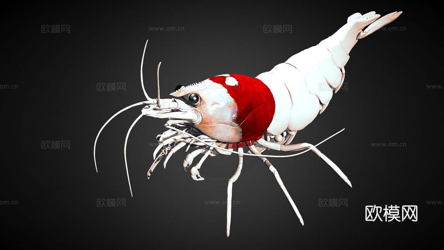 虾纹理测试su模型