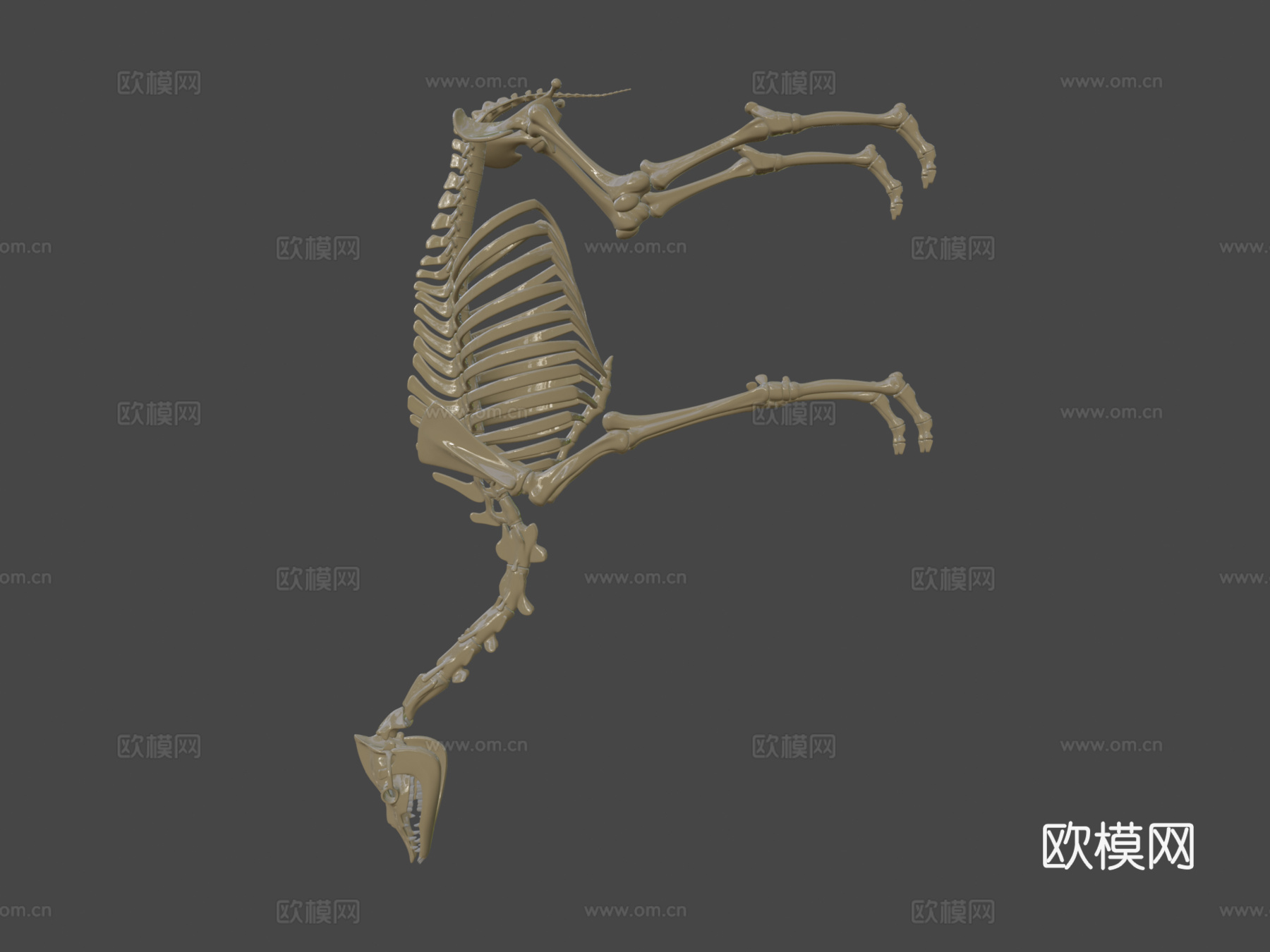 单峰骆驼骨架su模型