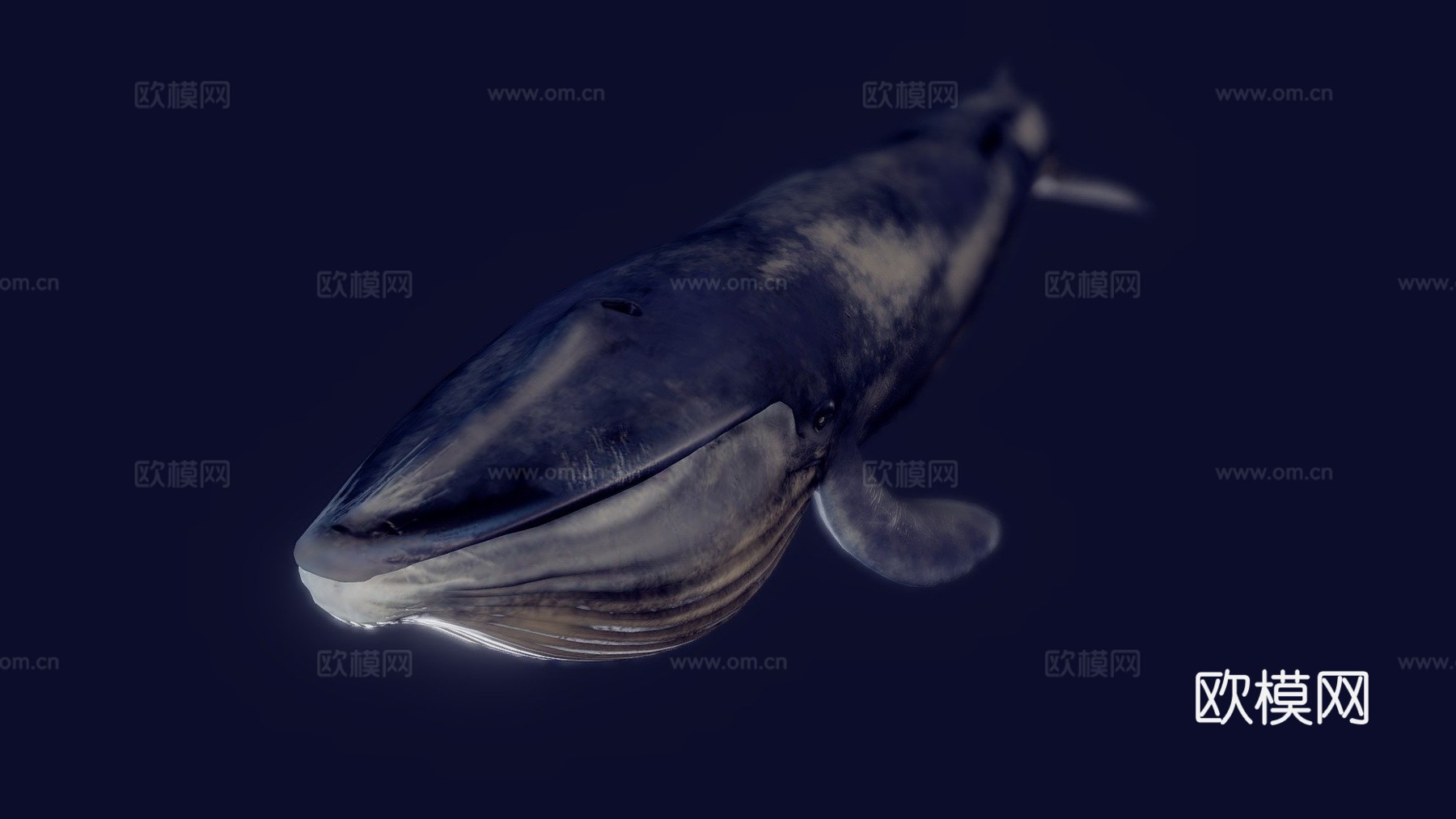 蓝鲸动画版su模型