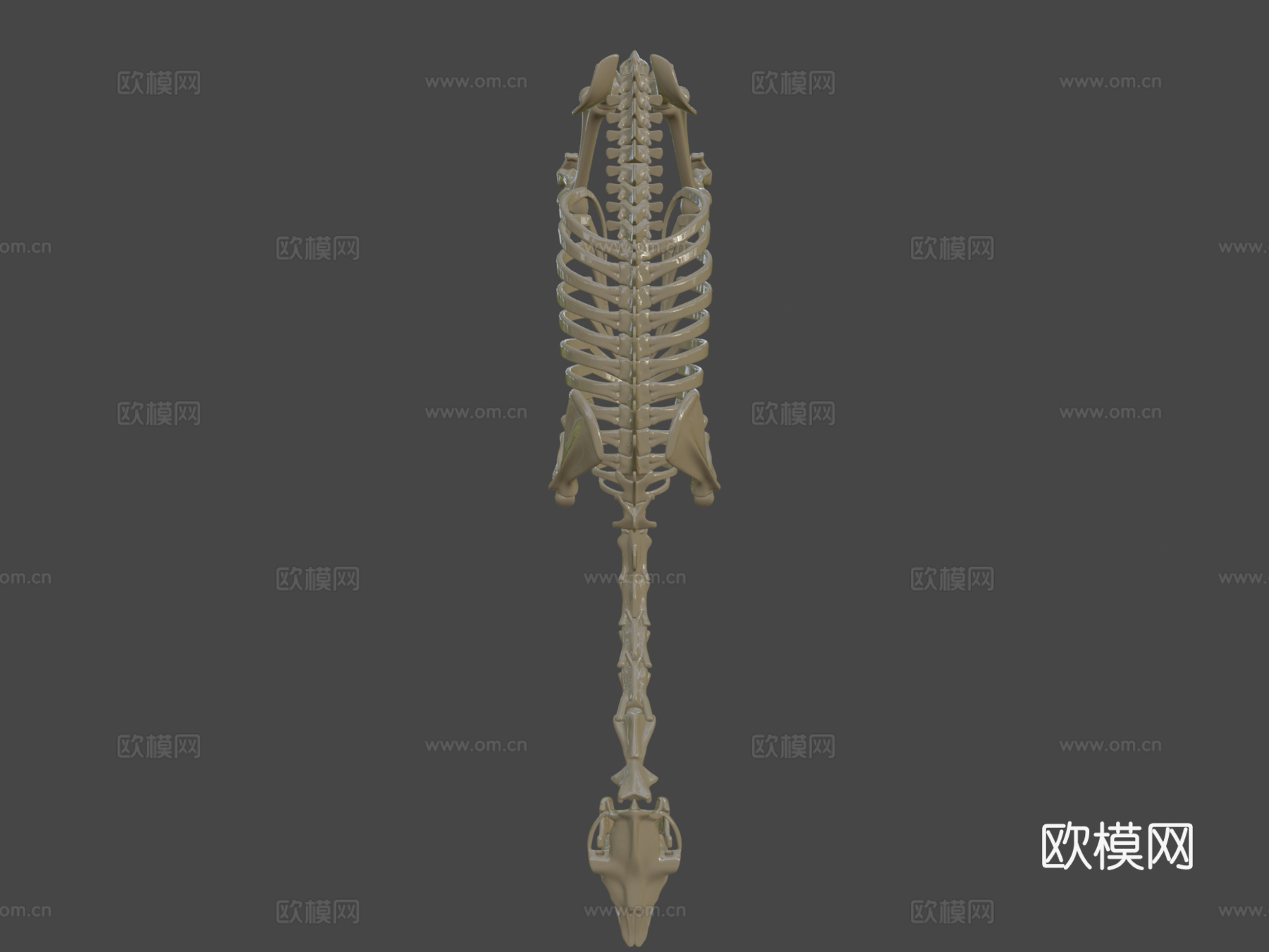 单峰骆驼骨架su模型