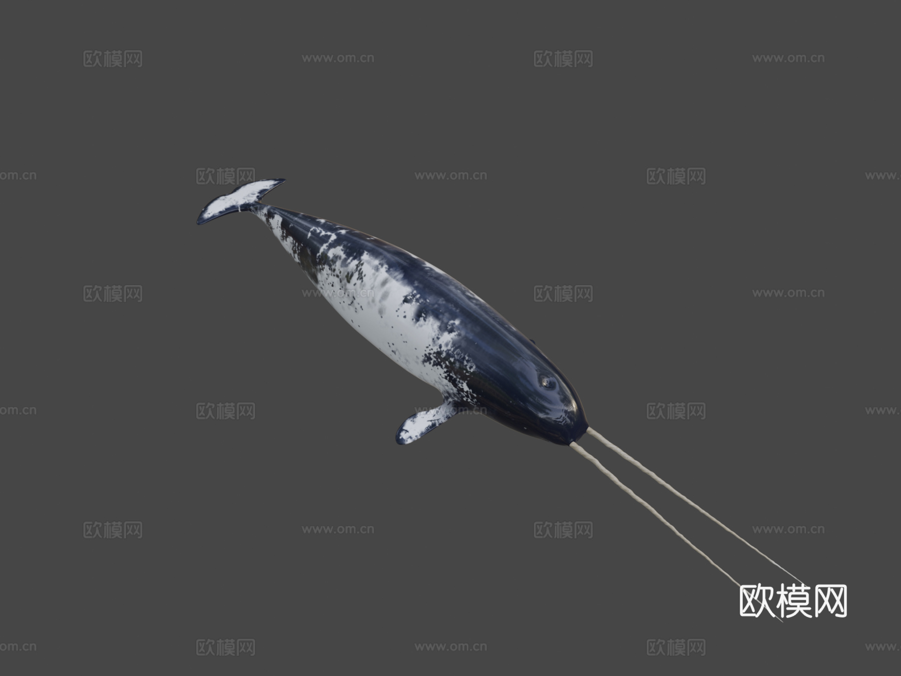 独角鲸一角鲸属su模型