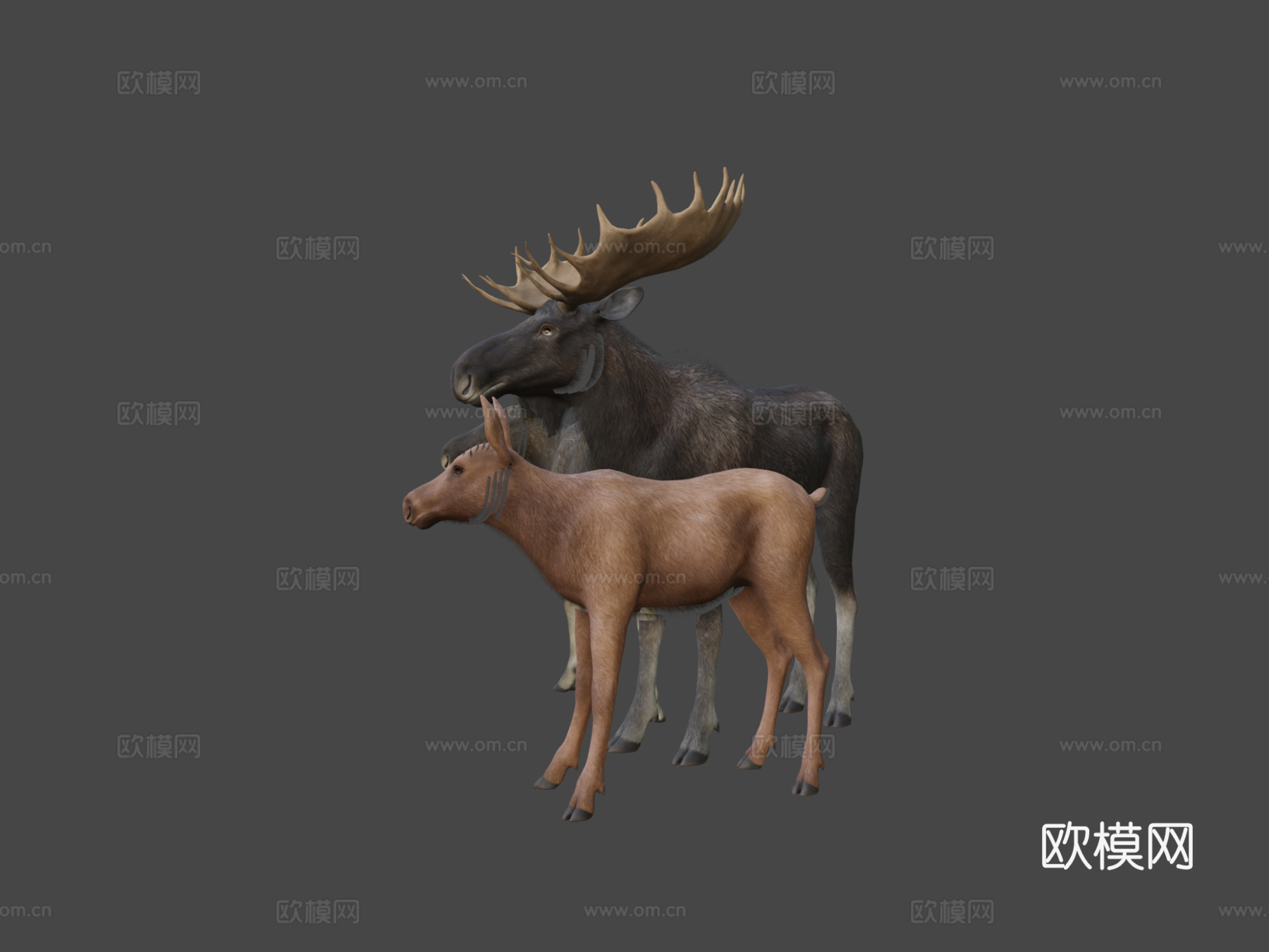 驼鹿家庭马鹿1su模型
