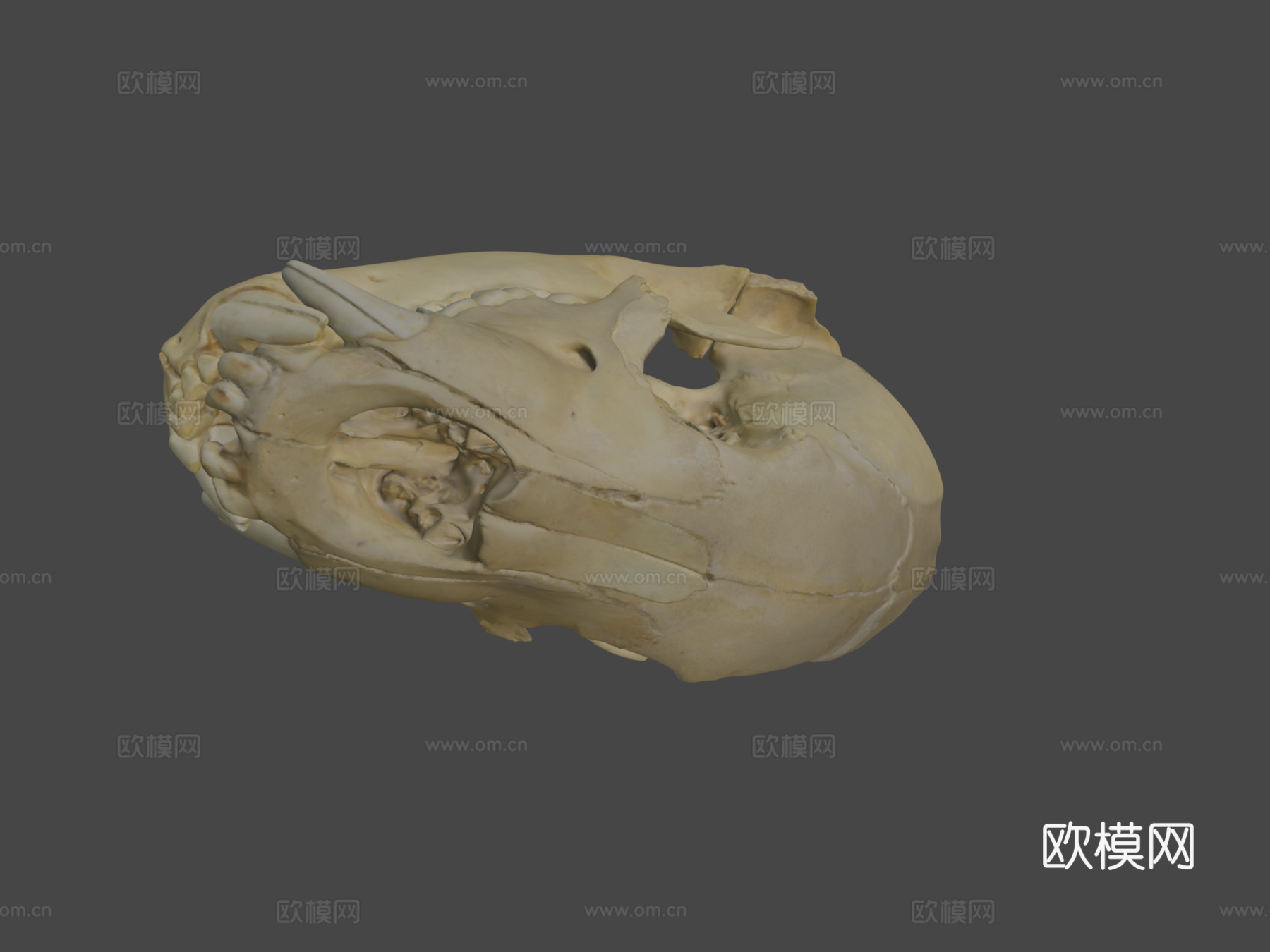 熊头骨su模型