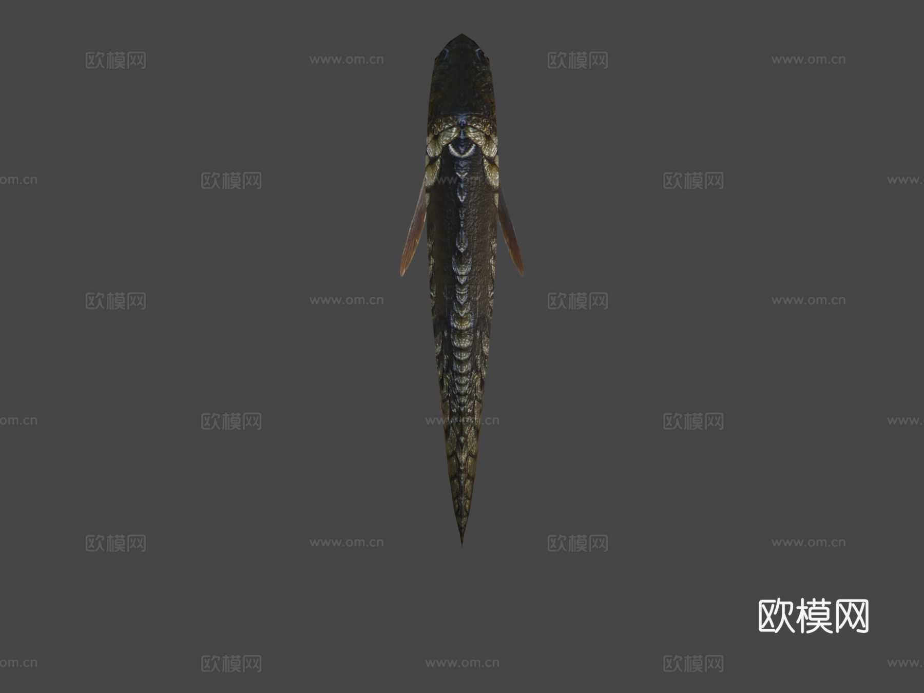 镜鲤su模型下载（渲染图6）