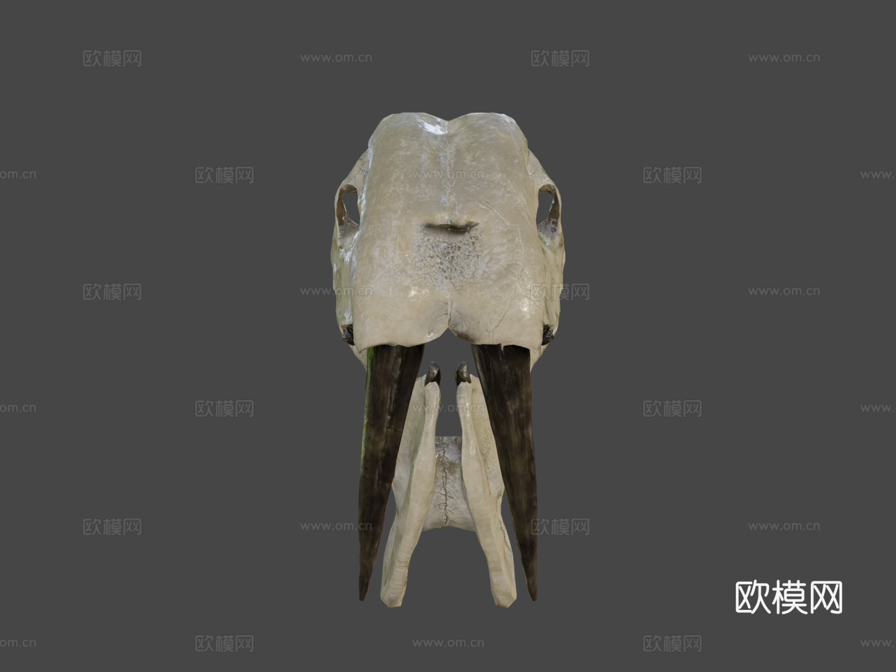 凶袋剑齿虎头骨su模型