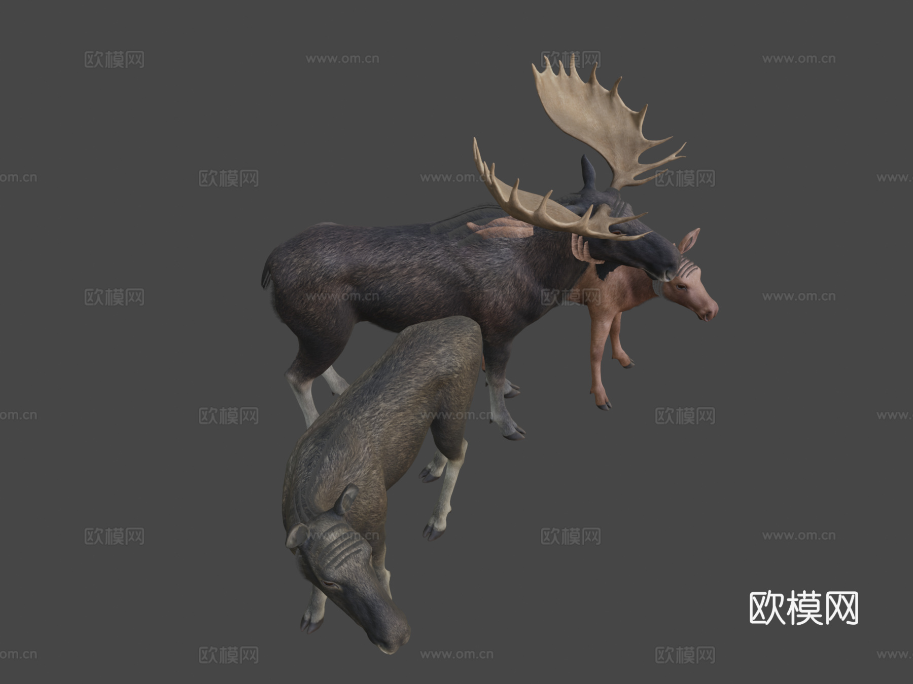 驼鹿家庭马鹿1su模型