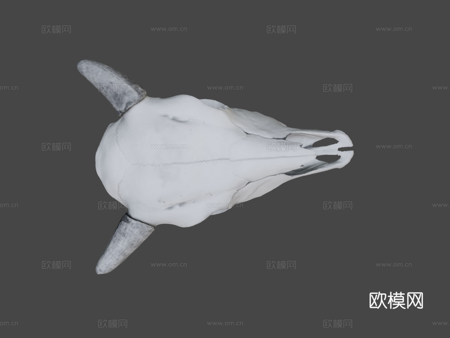 小野牛头骨su模型