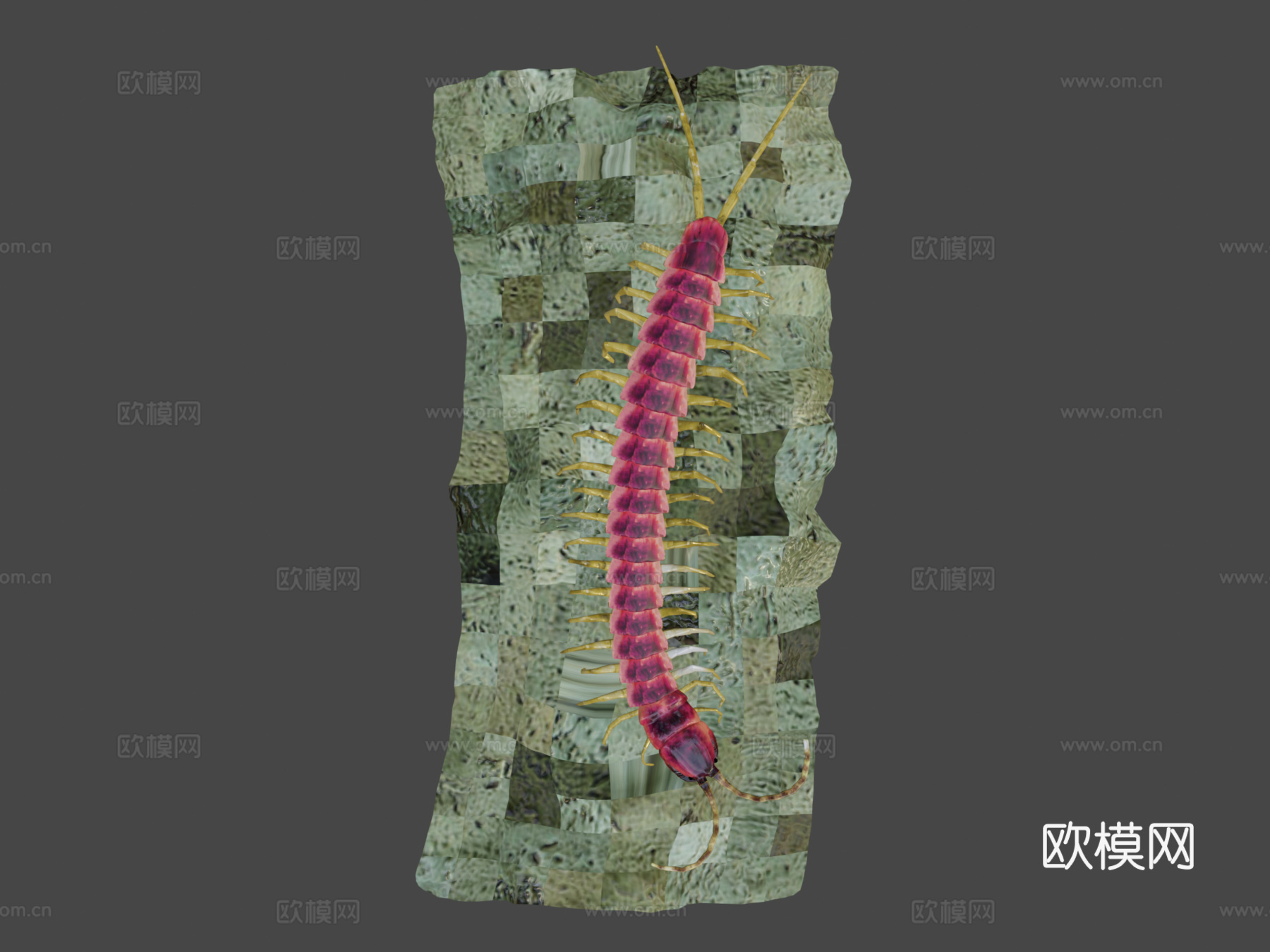 蜈蚣su模型下载（渲染图8）