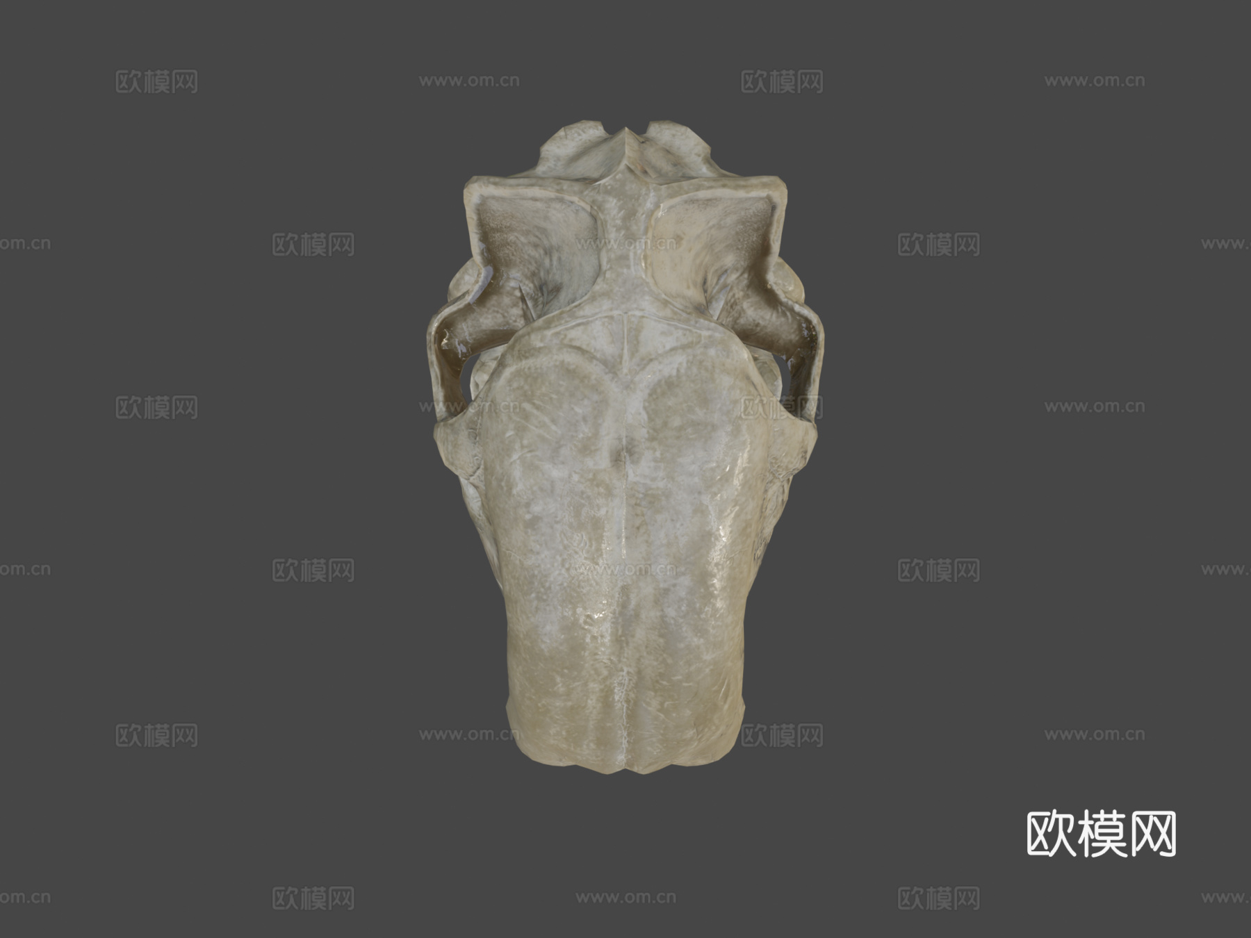 凶袋剑齿虎头骨su模型