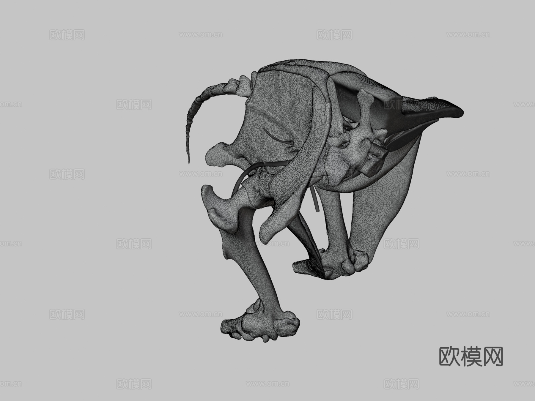 马骶髂区神经分布su模型