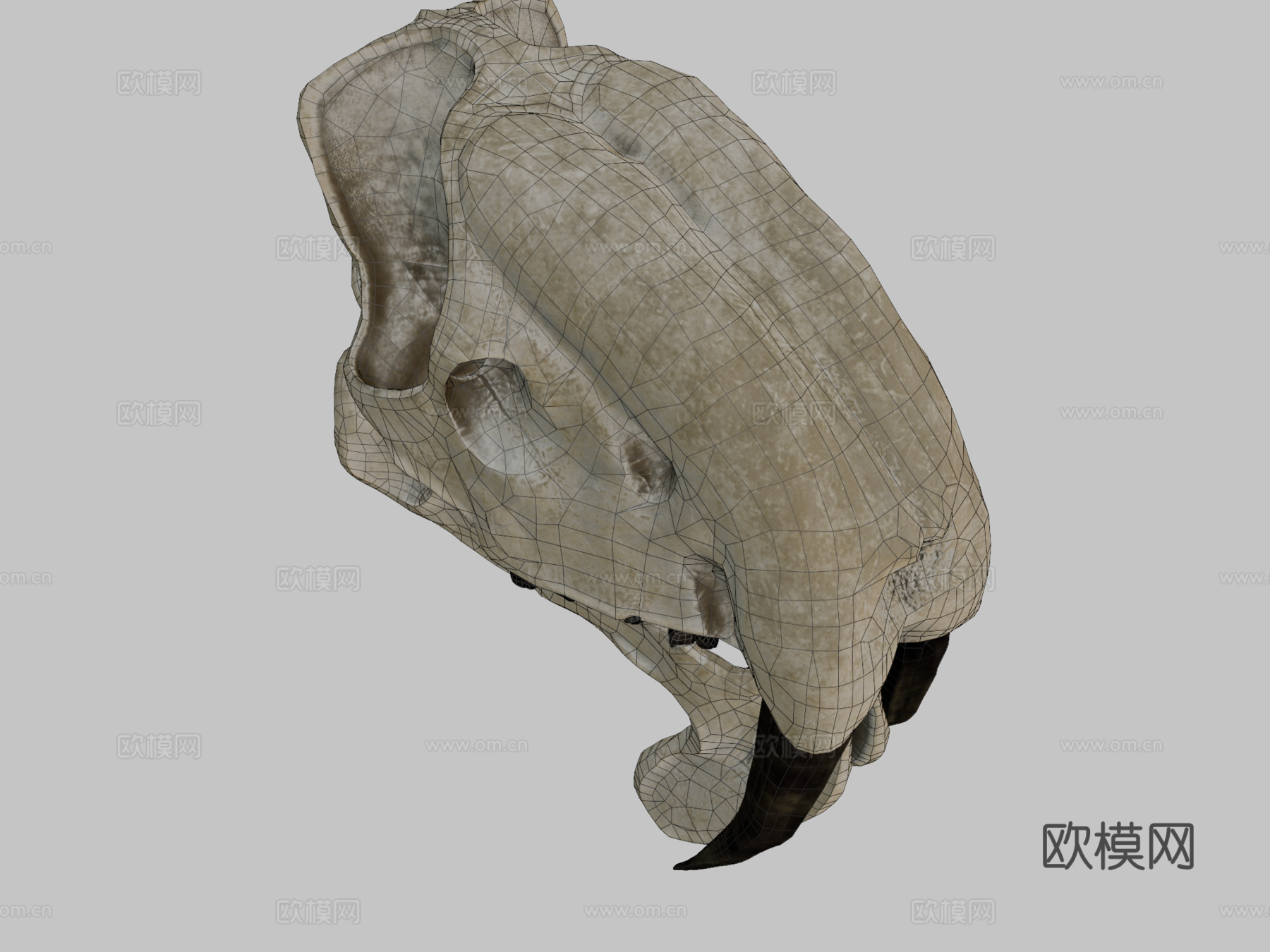 凶袋剑齿虎头骨su模型