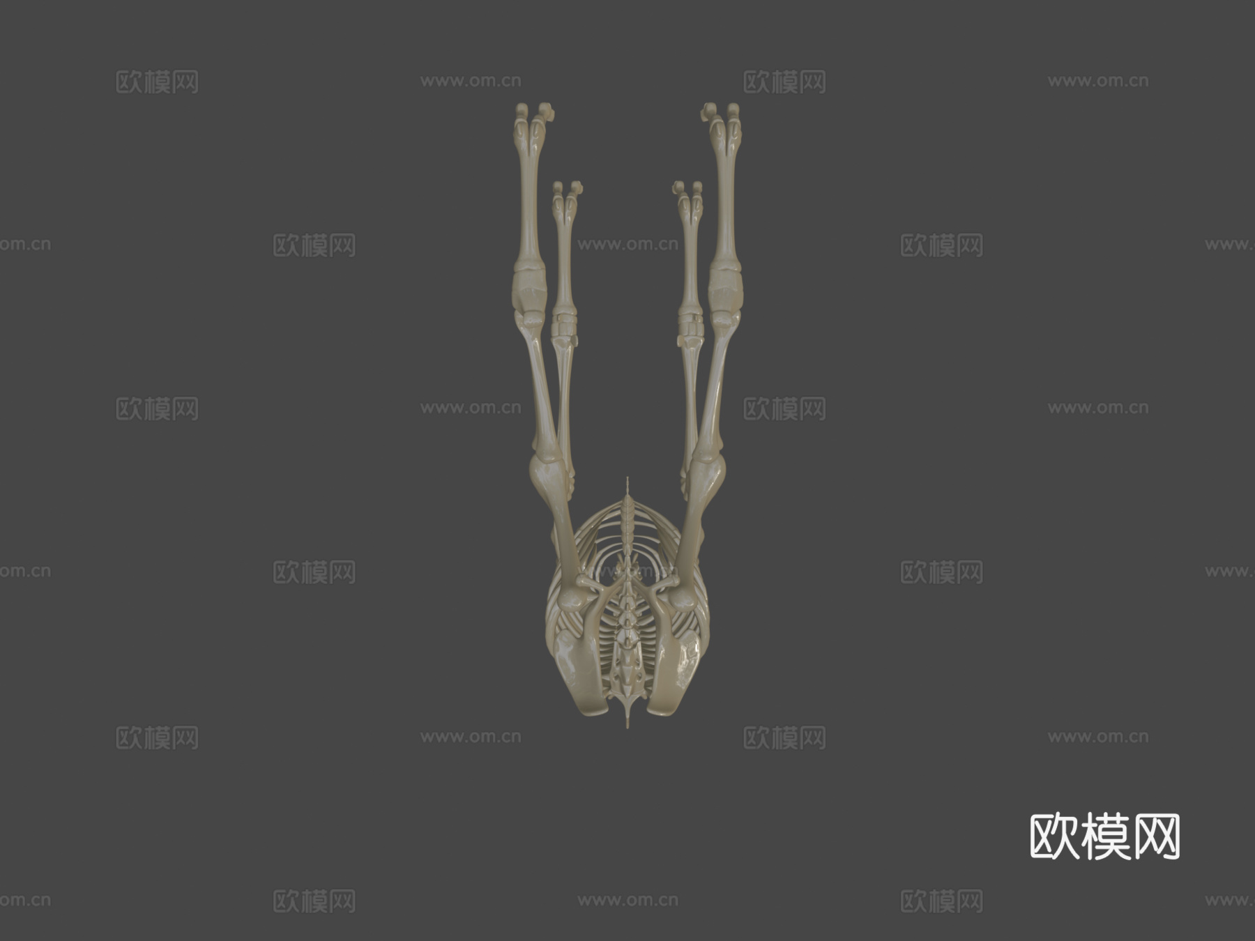 单峰骆驼骨架su模型