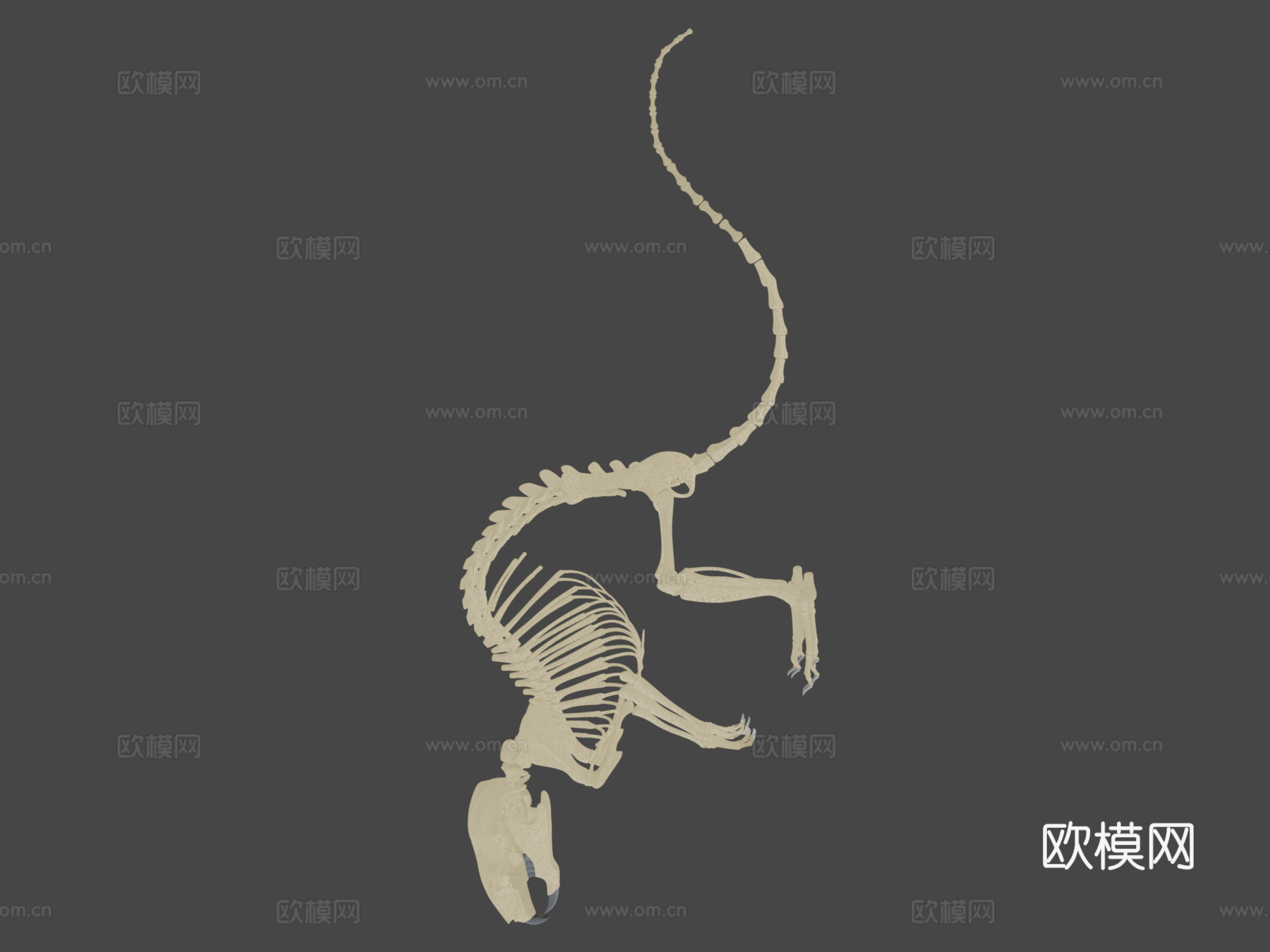 老鼠骨架su模型