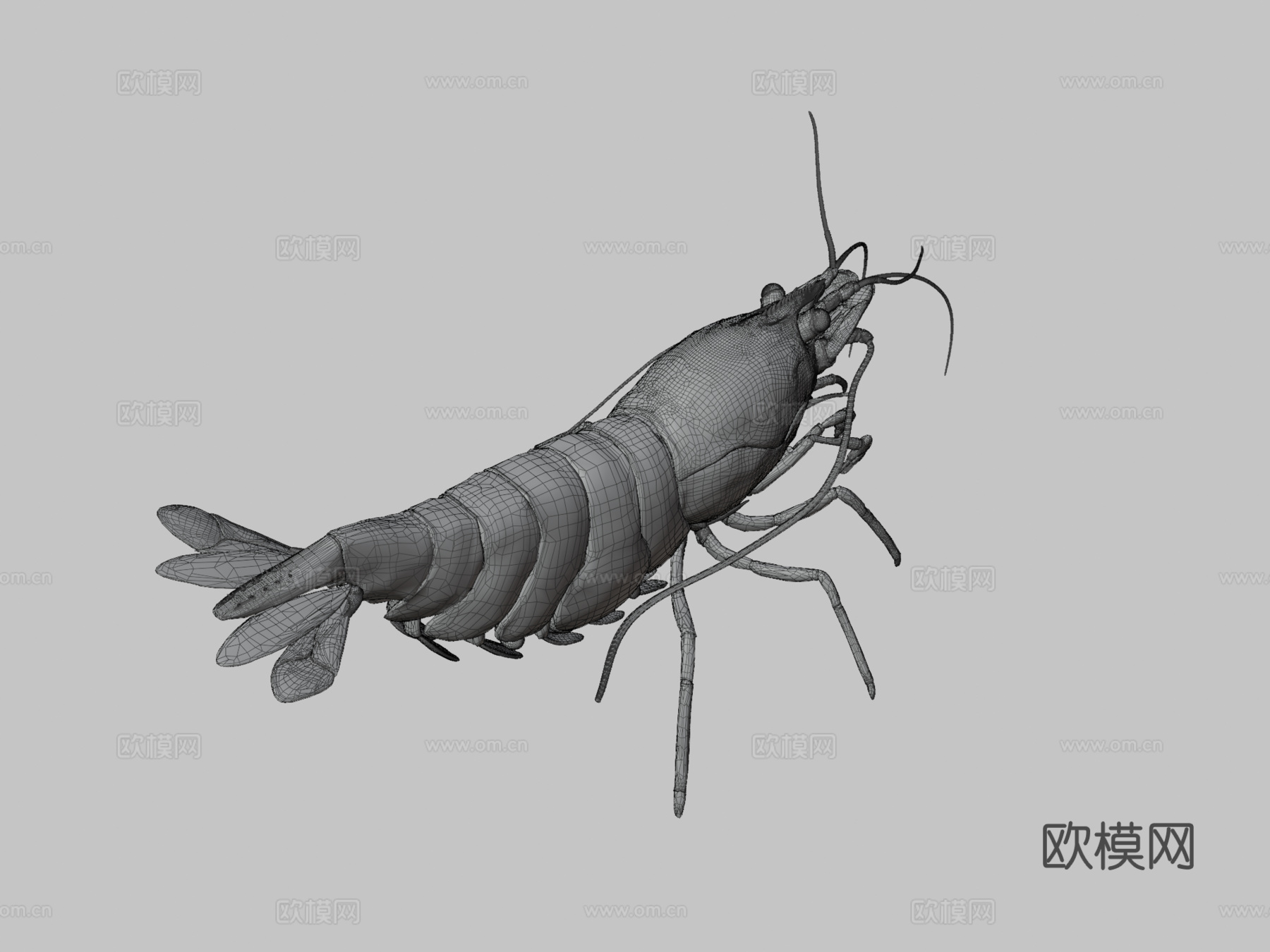 虾纹理测试su模型