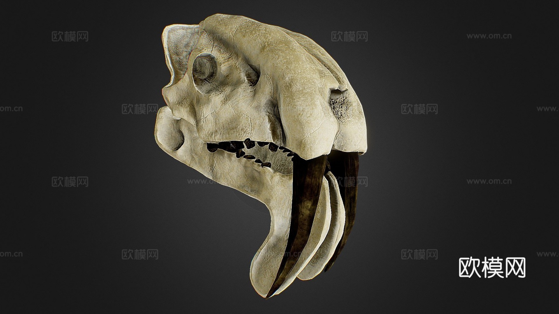 凶袋剑齿虎头骨su模型