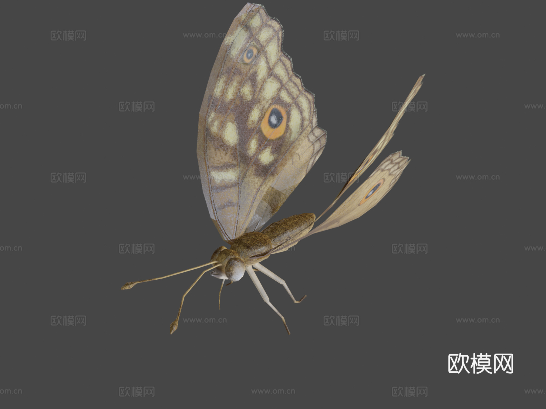 柑橘凤蝶绑定su模型