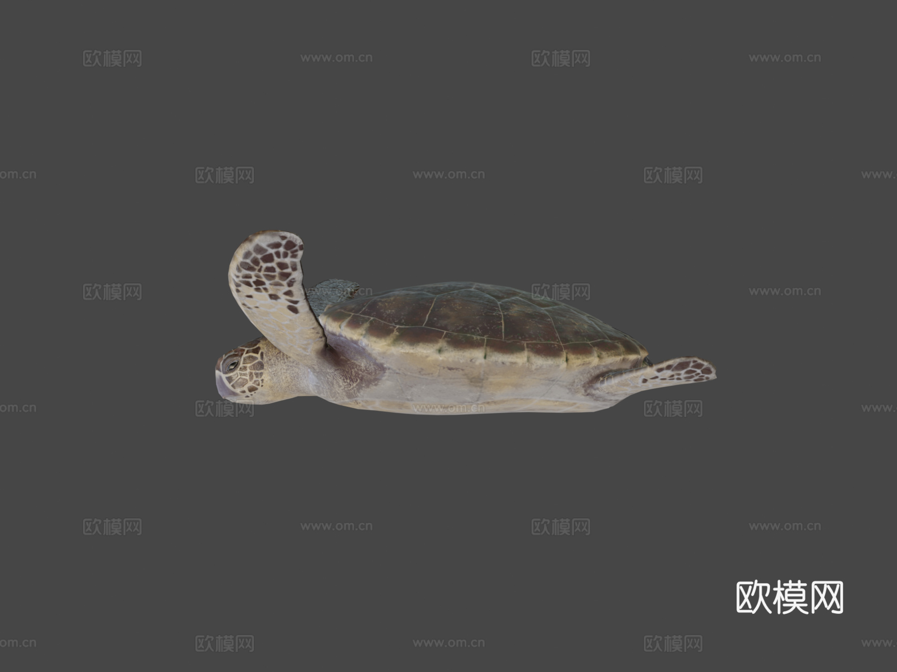 红海龟蠵龟su模型