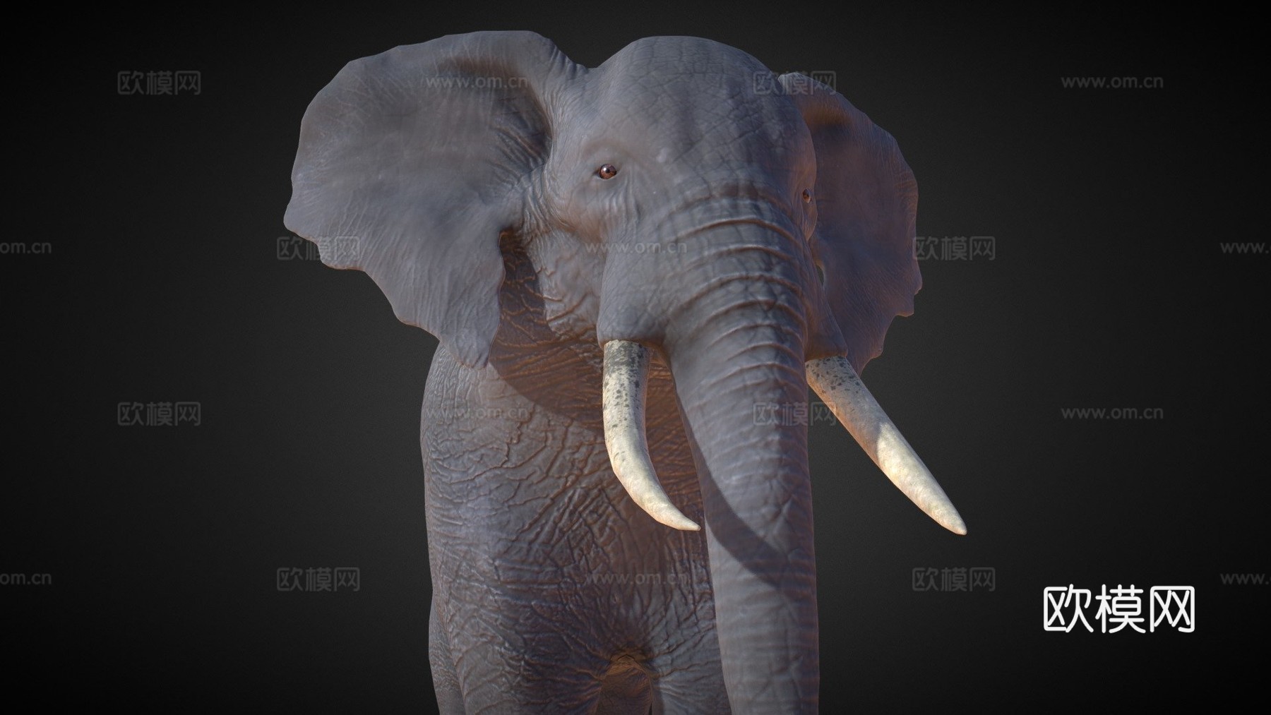 非洲象su模型下载（渲染图1）