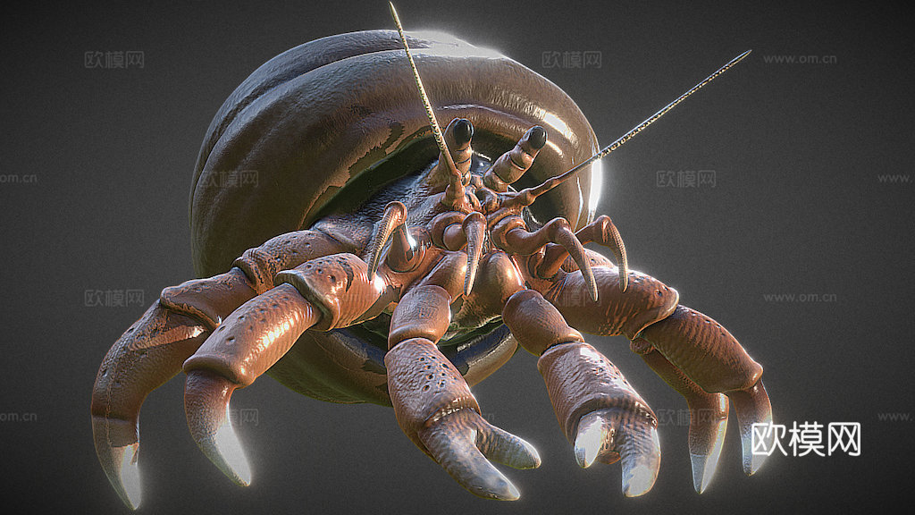 贫血寄居蟹su模型下载（渲染图1）