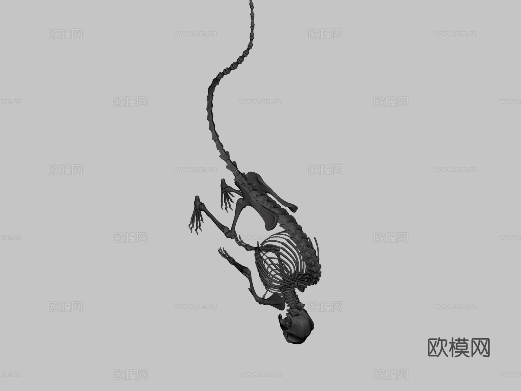 老鼠骨架su模型