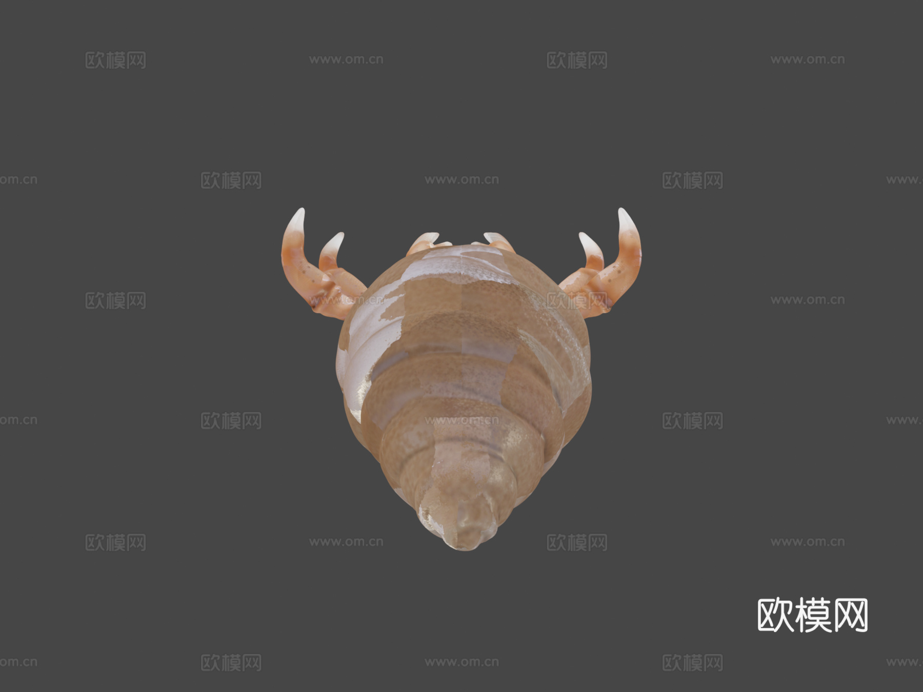 贫血寄居蟹su模型下载（渲染图5）