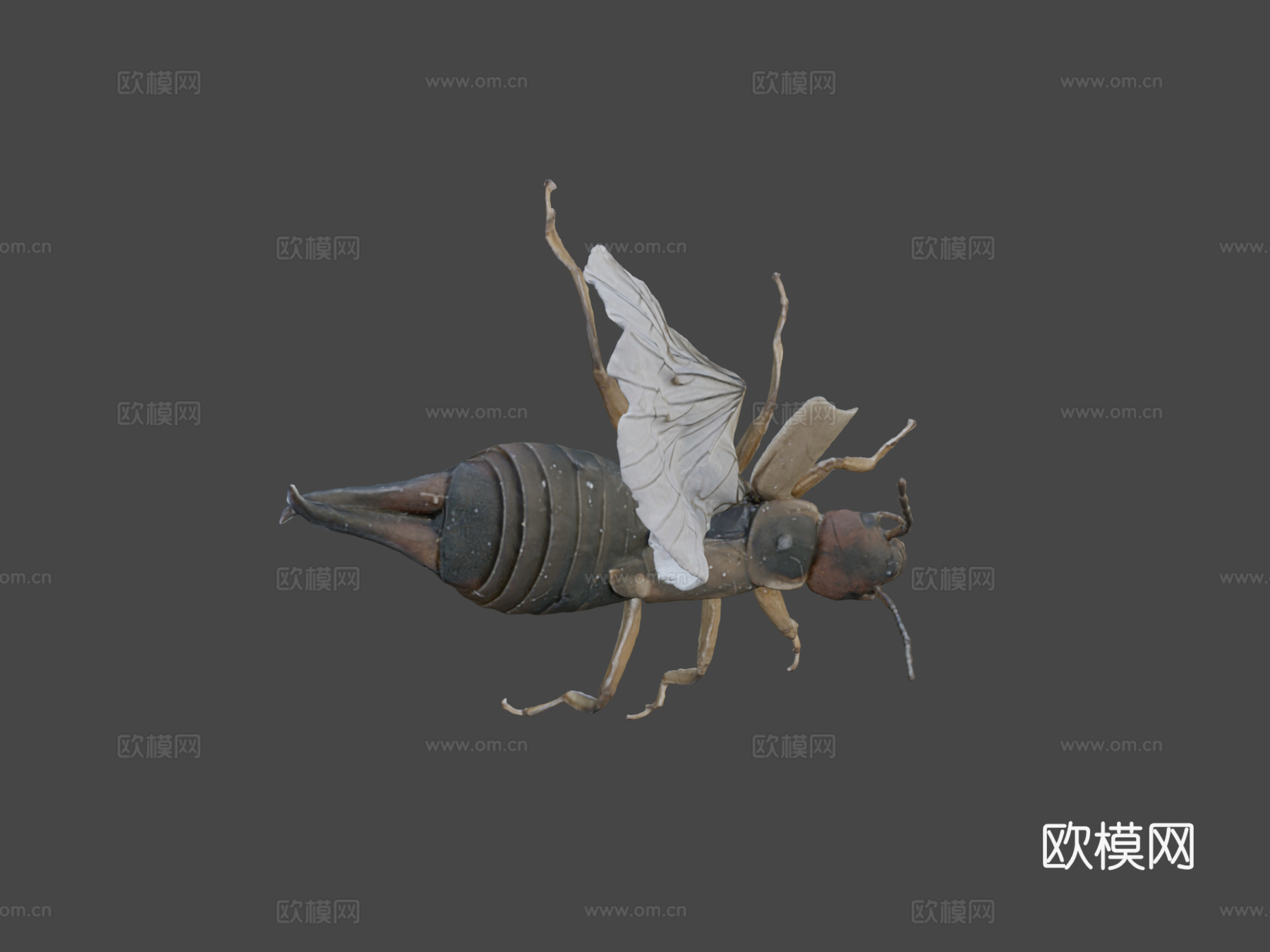 欧洲蠼螋自然历史数字档案库su模型下载（渲染图8）