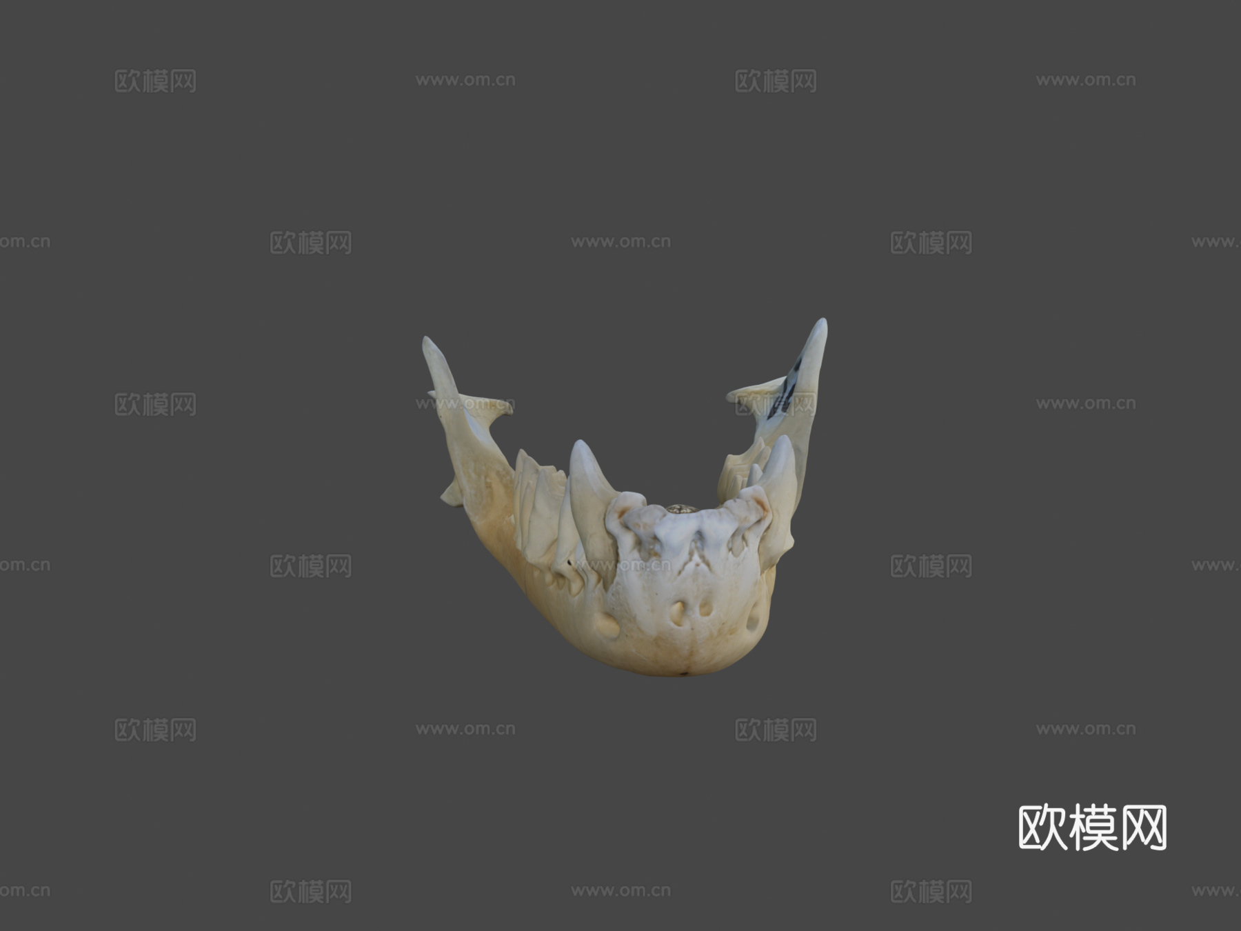 鼠耳蝠自然历史数字档案库su模型
