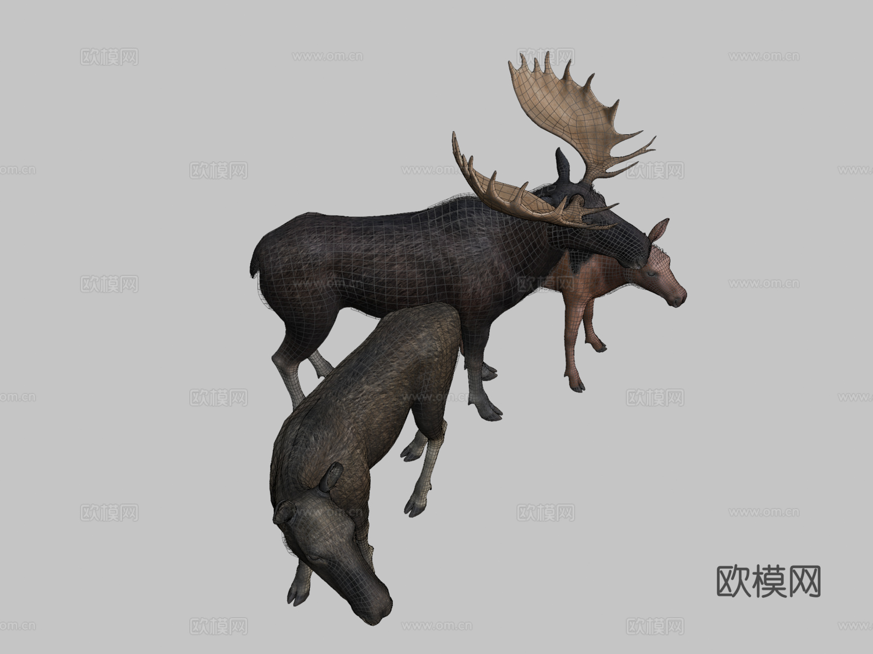 驼鹿家庭马鹿1su模型