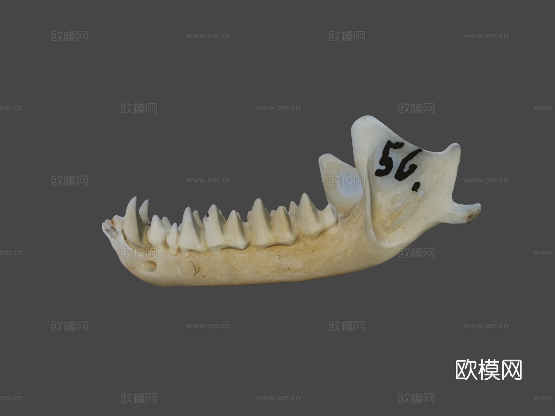鼠耳蝠自然历史数字档案库su模型